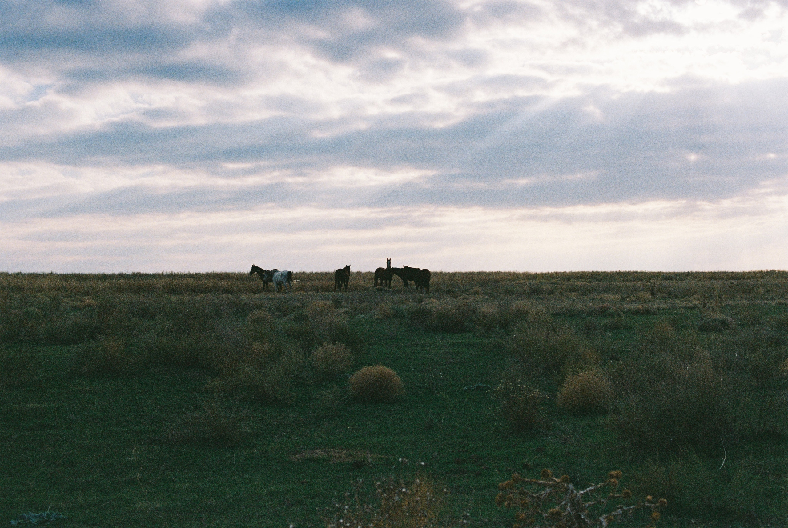 Алтын эмель/Или/Курты, плёнка 2025. Фотограф в Алматы — Алексей Коньков | Репортаж, свадьбы, портреты