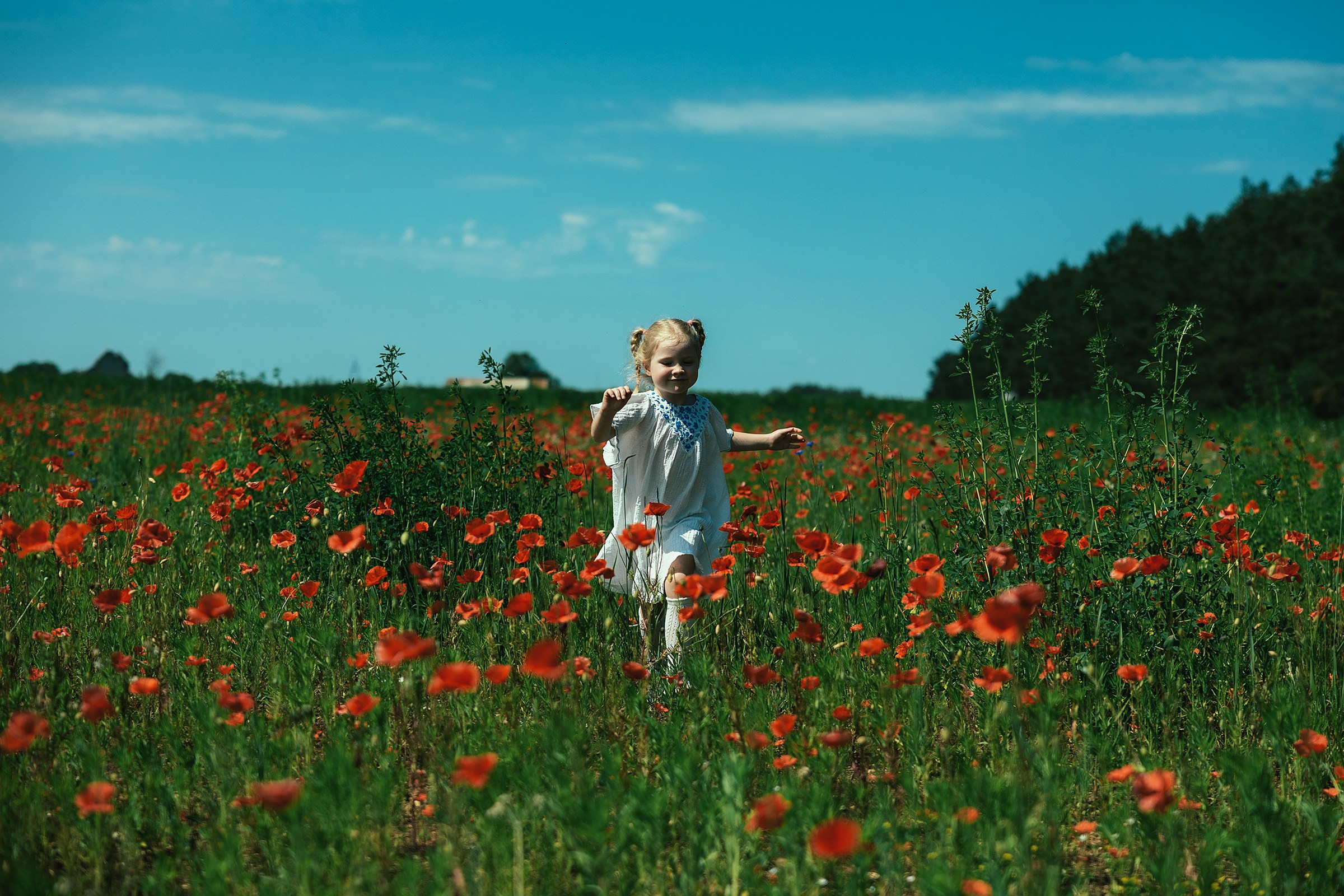 Поле маковых цветов под Псковом