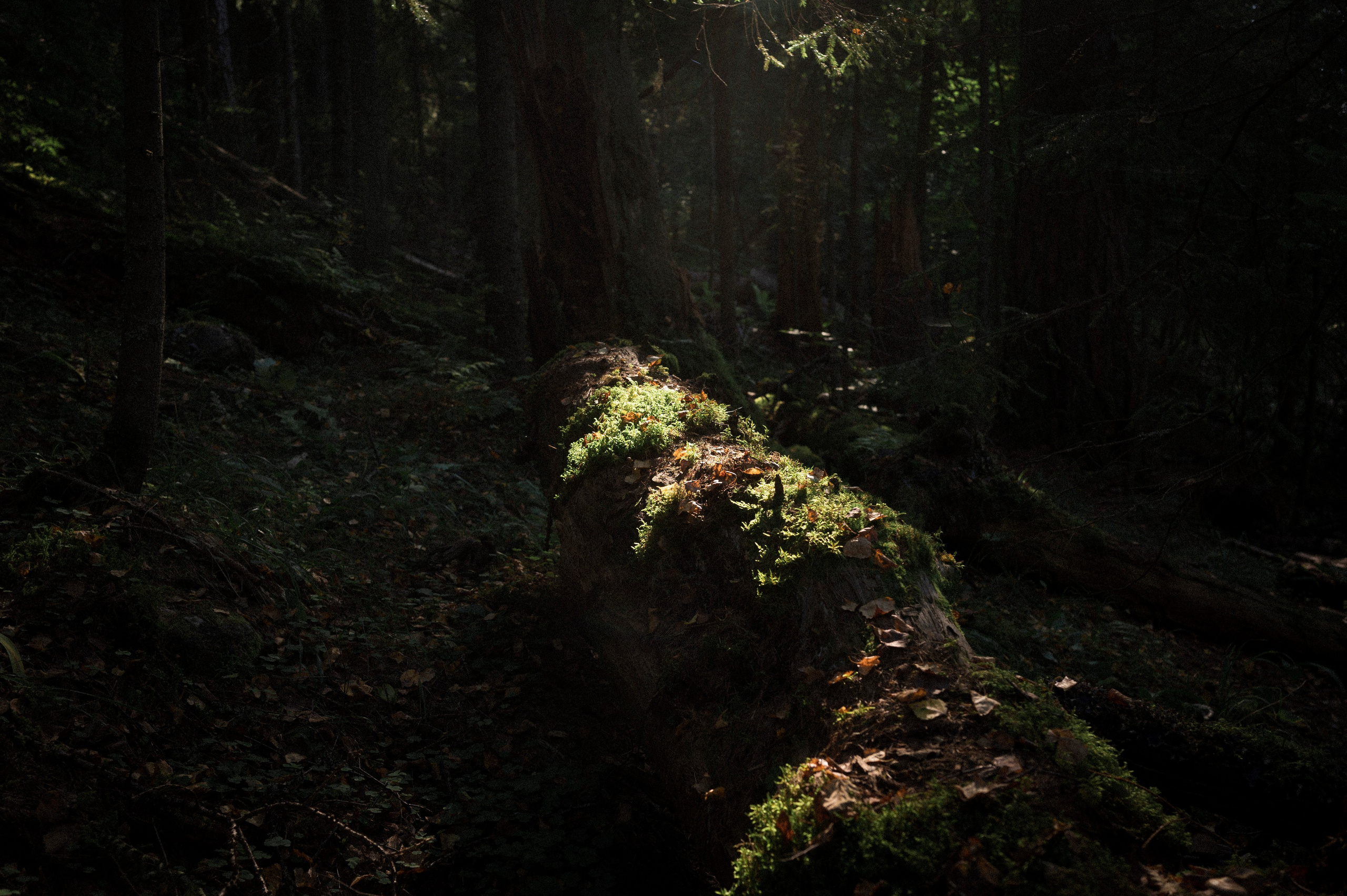 North 2024. Kartascheff