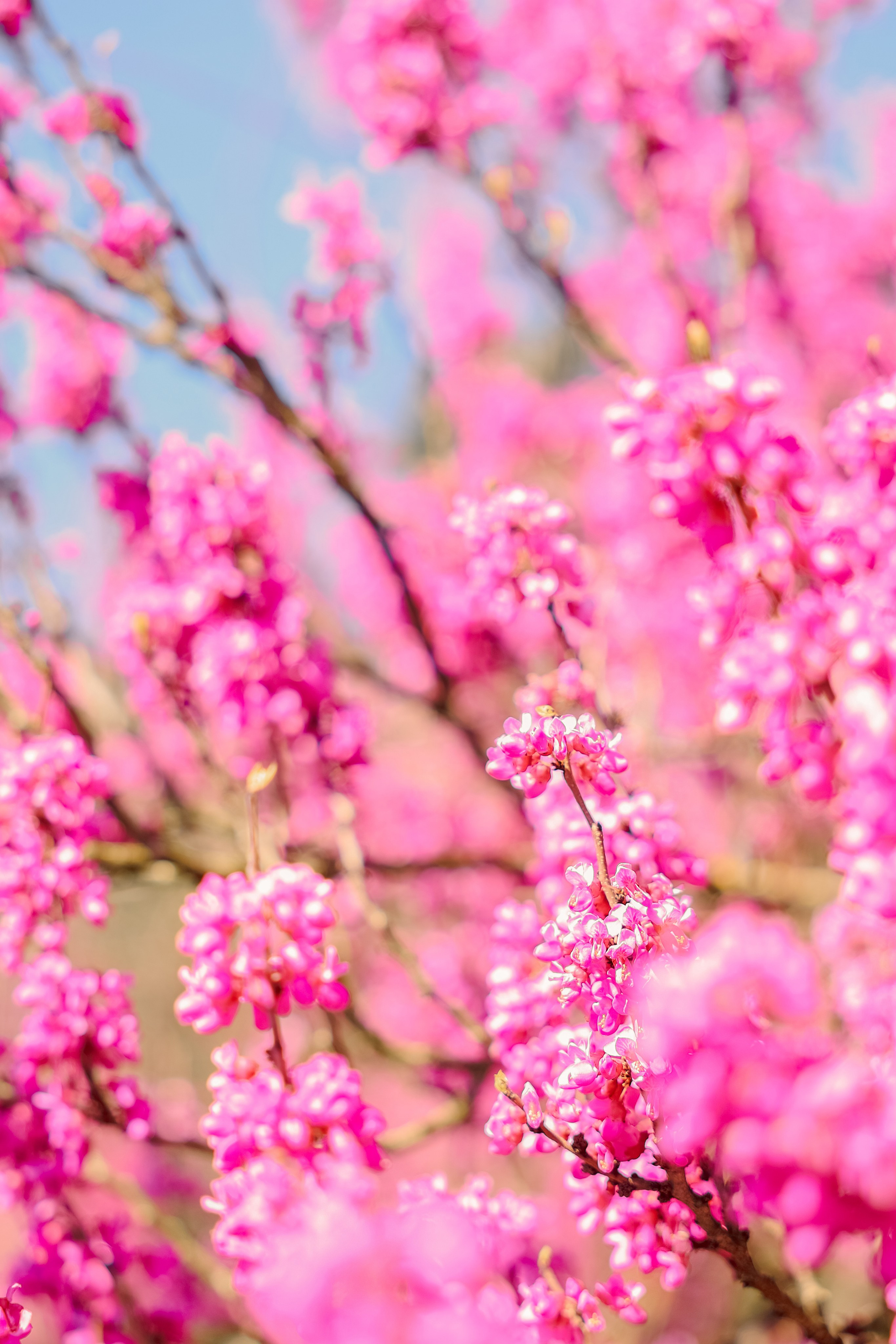 Фотосессия в цветении. Фотограф в Казани Ольга Яшина