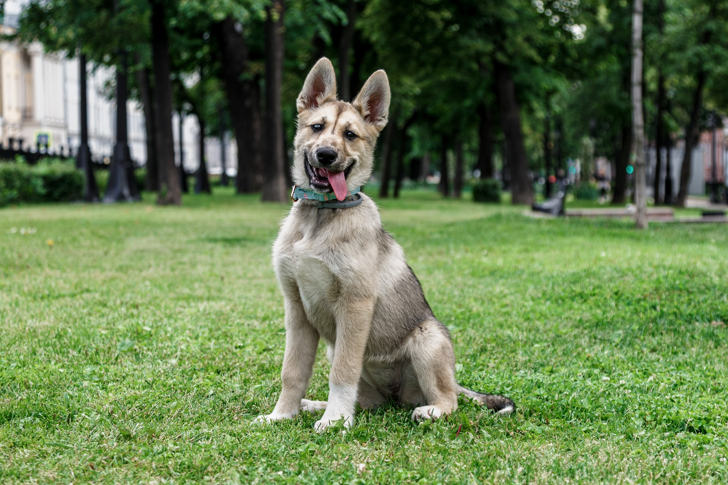 Собаки — это источник бесконечной энергии и позитива. Съёмки которые особенно радовали меня этим летом. Фотограф Москва