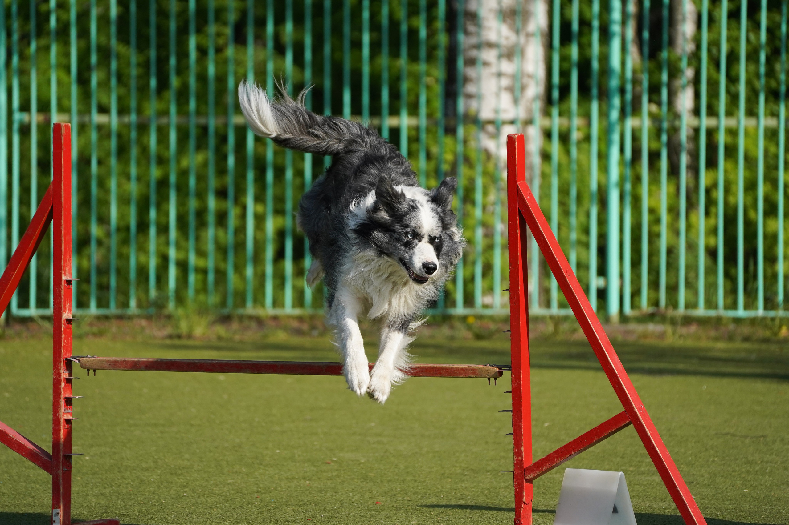 Аджилити 25.05.24, Санкт-Петербург. Фотограф-анималист Анастасия Большакова