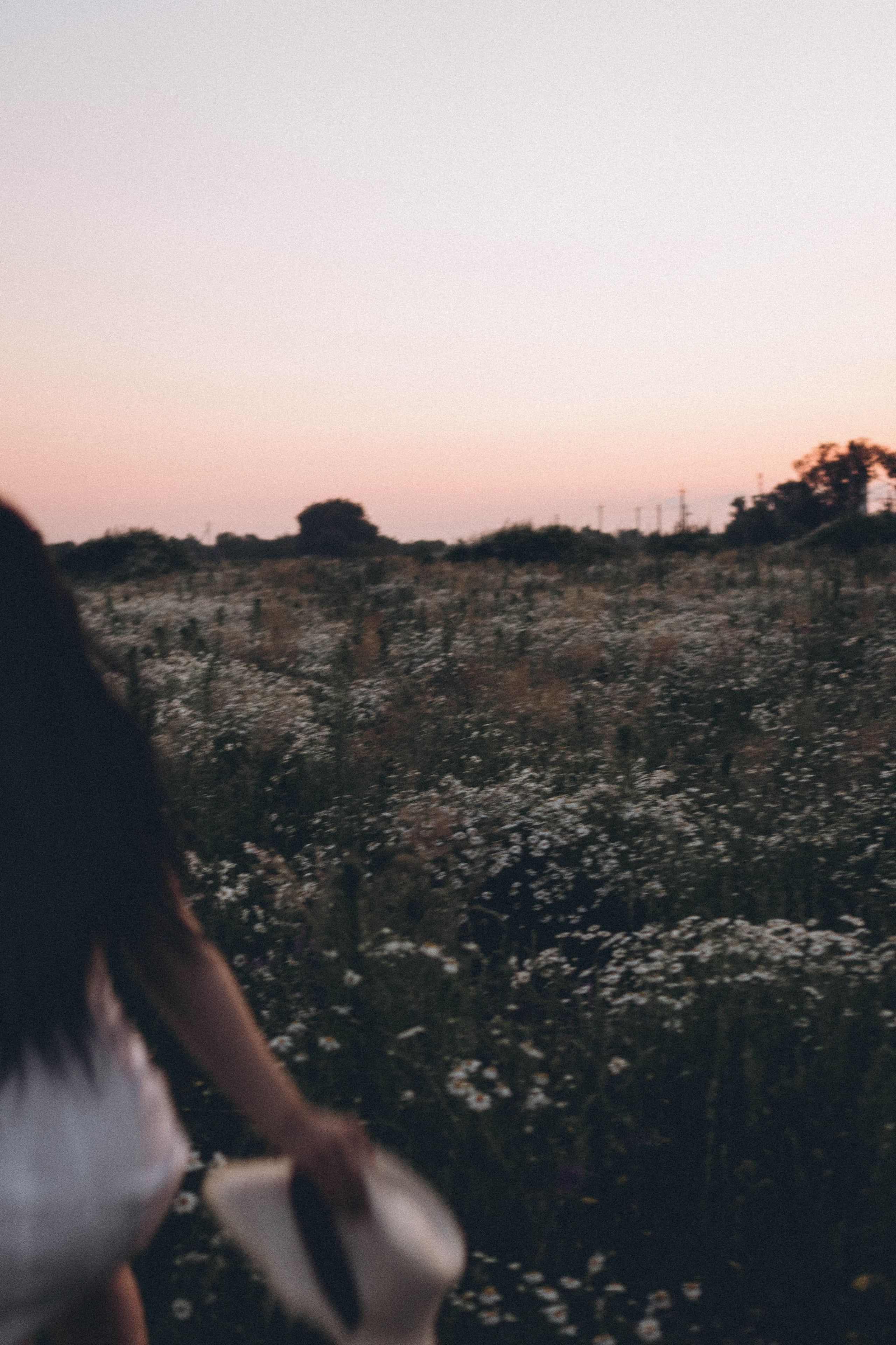 Ромашковое поле. Профессиональный фотограф, Санкт-Петербург — Виктория Богомолова