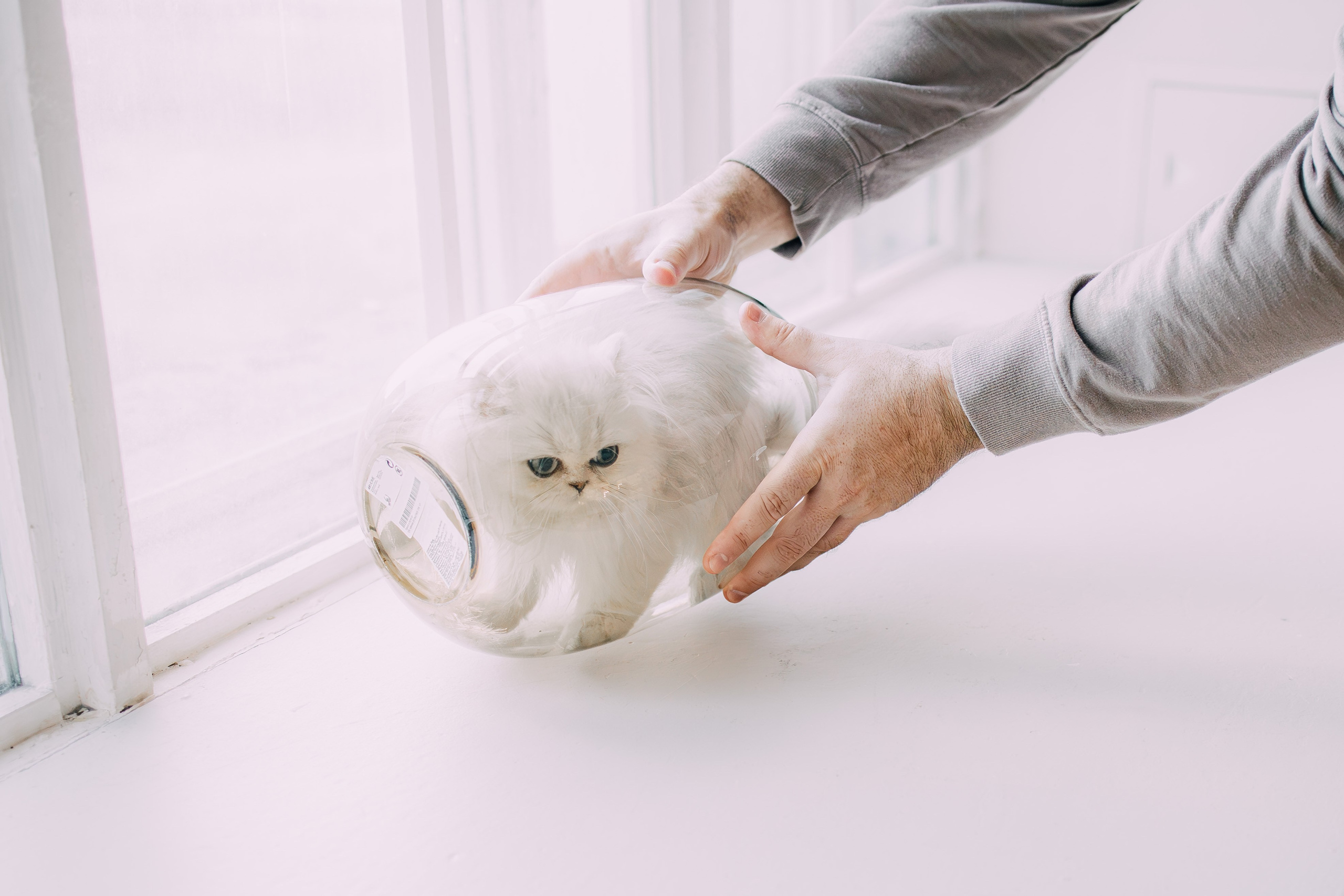 Султан, Мэй Мэй и Шанталь и их семья