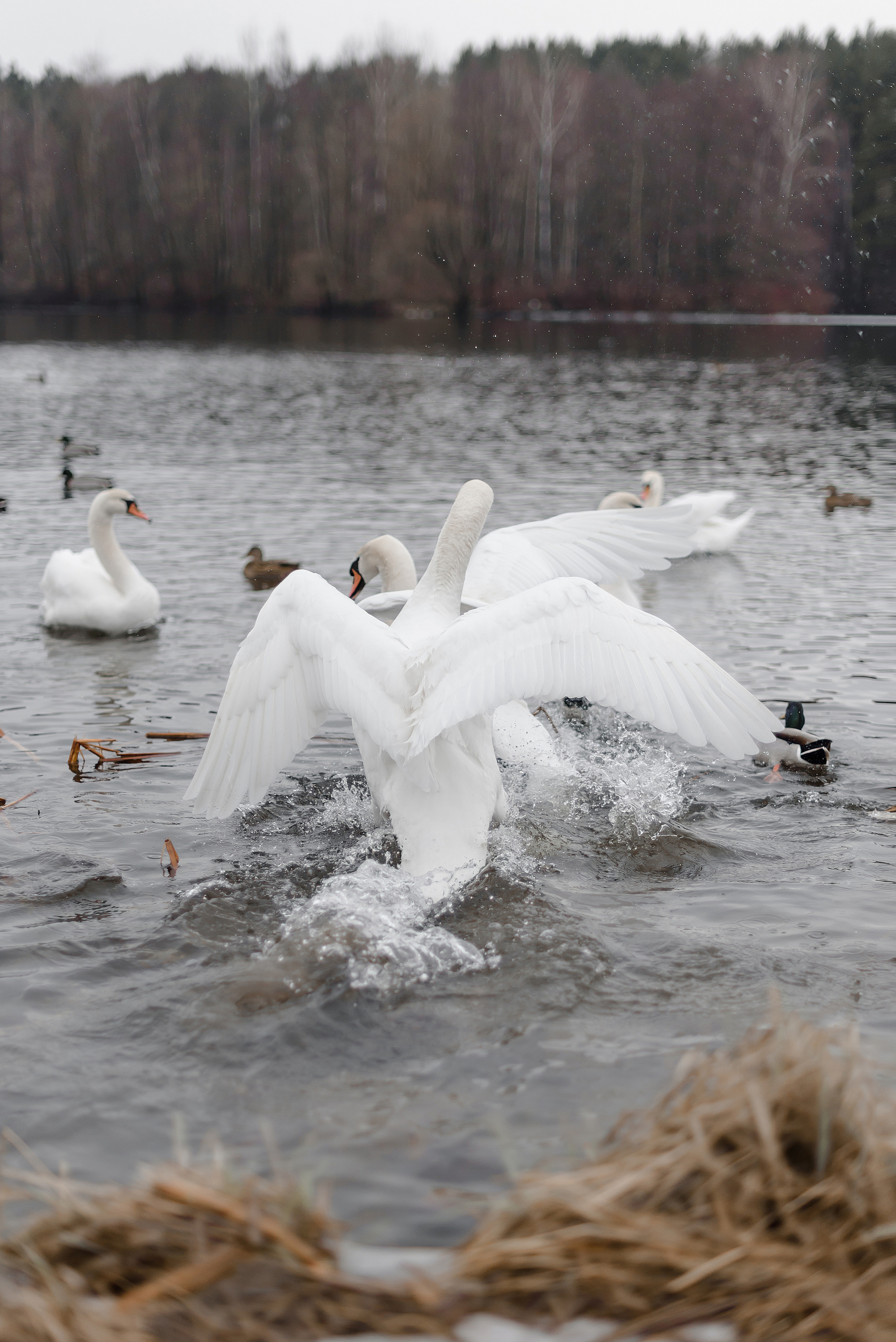 Фотосессия Марины. Фотограф Екатерина Новицкая РБ