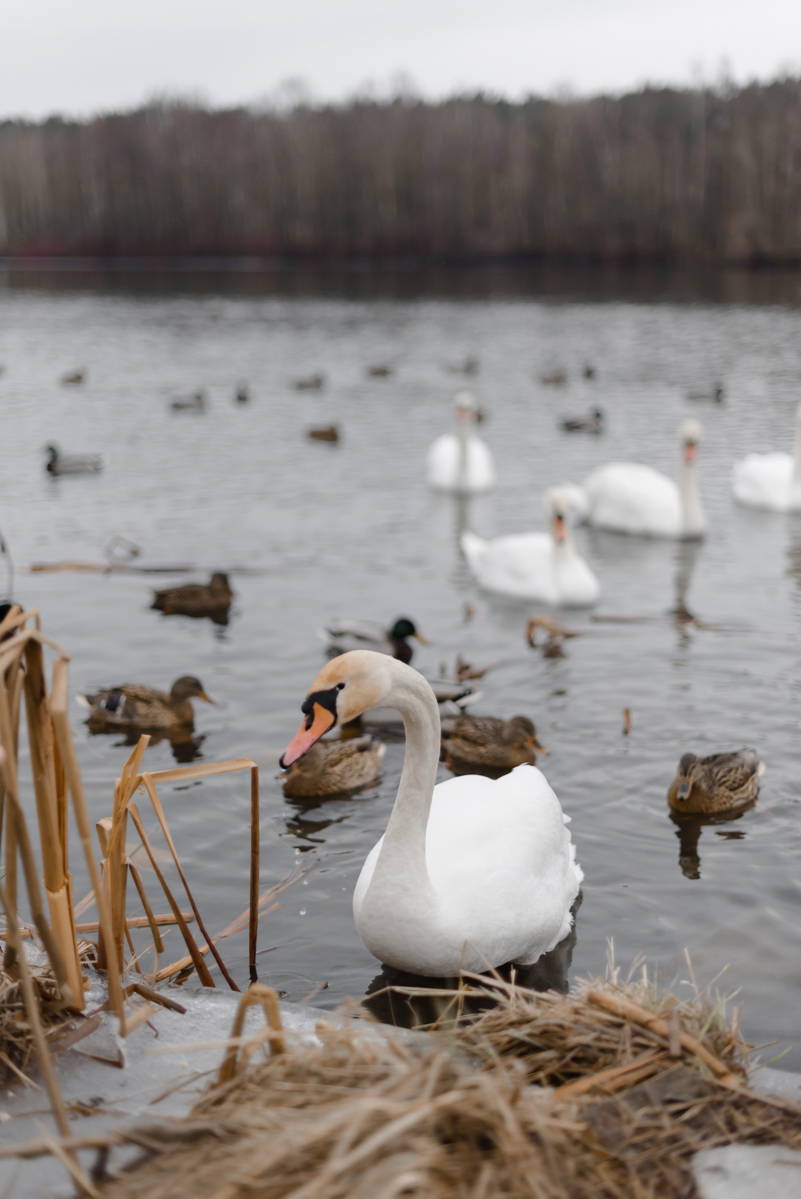 Фотосессия Марины. Фотограф Екатерина Новицкая РБ