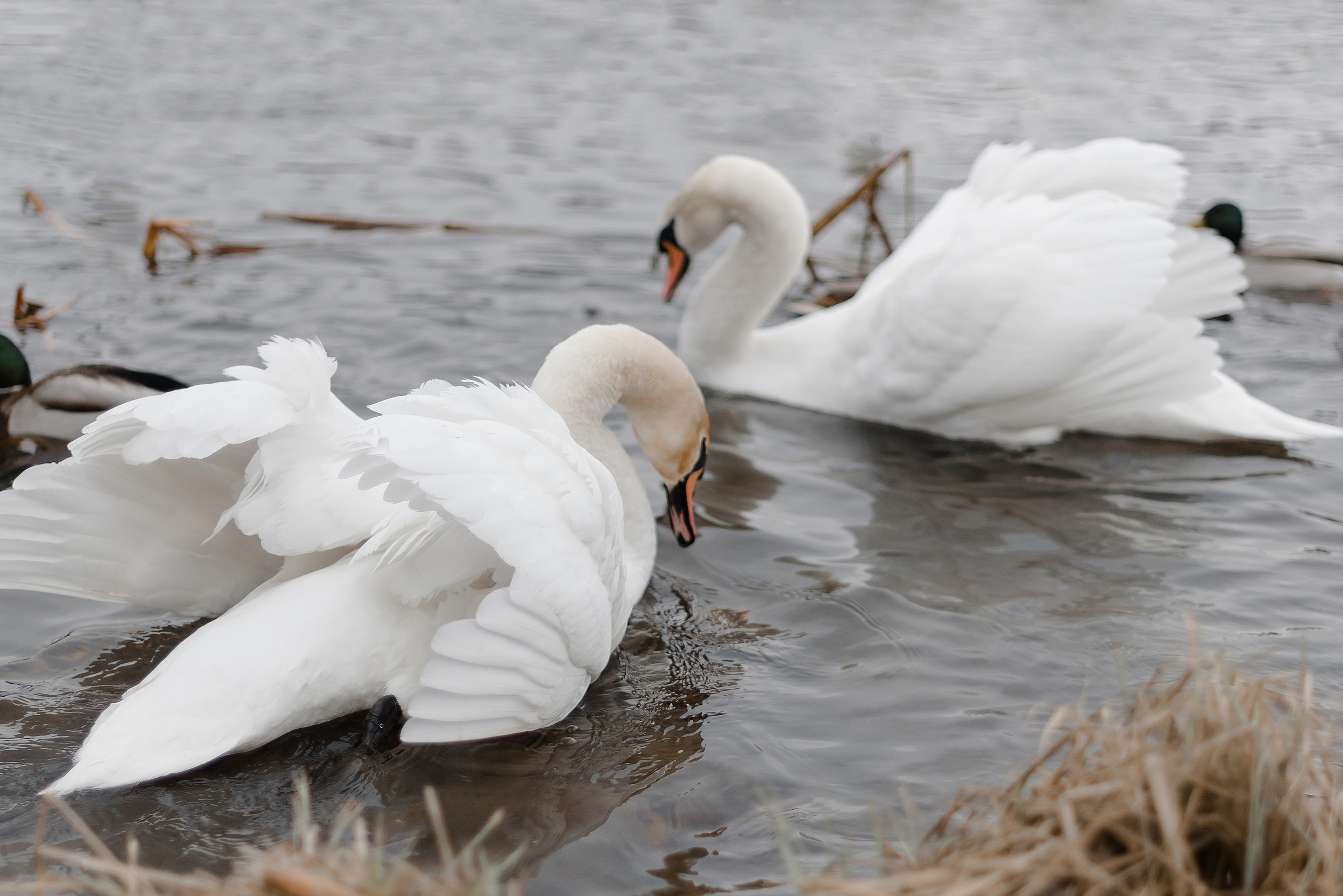 Фотосессия Марины. Фотограф Екатерина Новицкая РБ