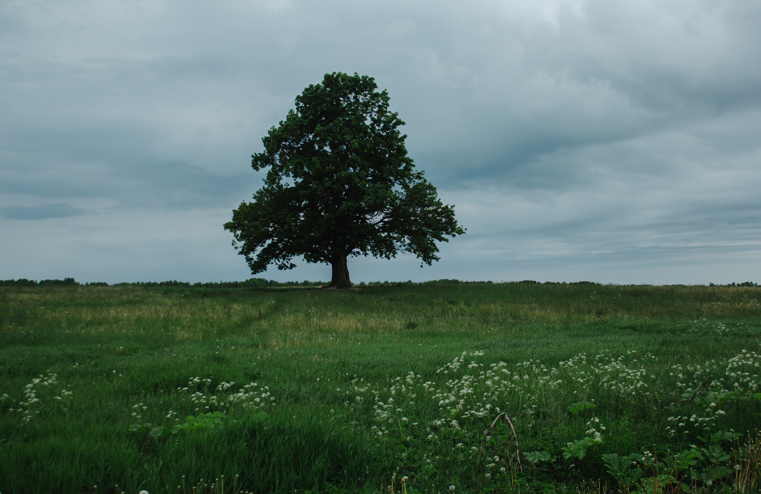 Съемка в поле, летняя фотосессия. Ольга Степанова фотограф визажист в Санкт-Петербурге