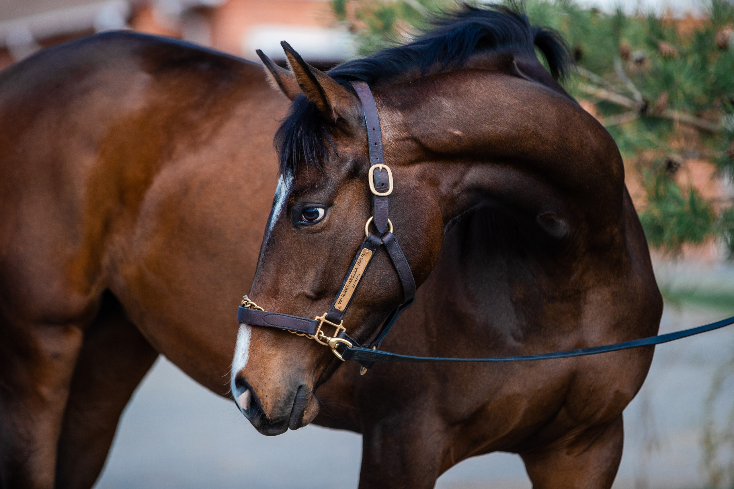 На природе. Фотограф-анималист Ксендзова Кристина
