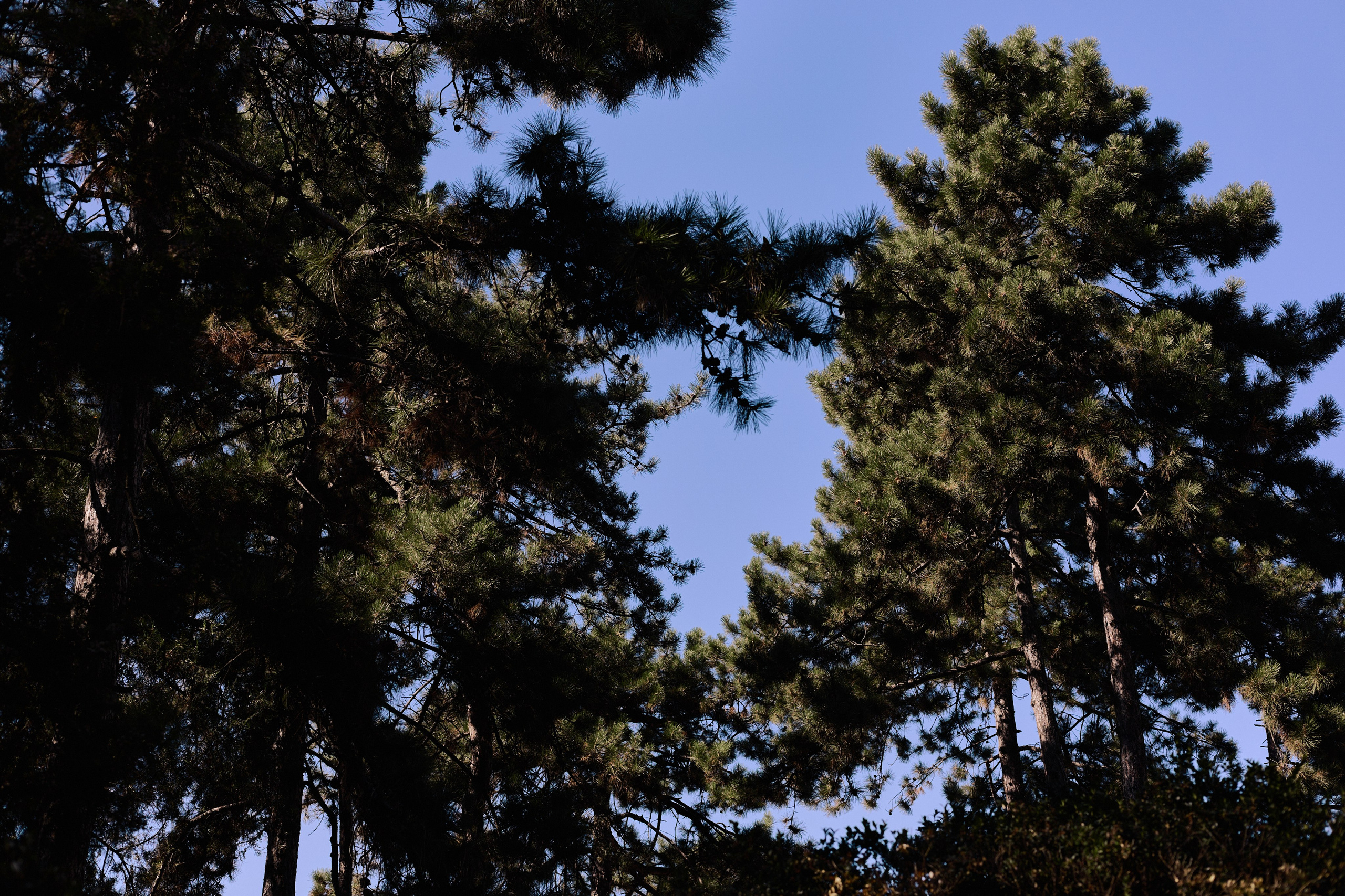Другое 6. Jorgis — фотограф Сербия Белград