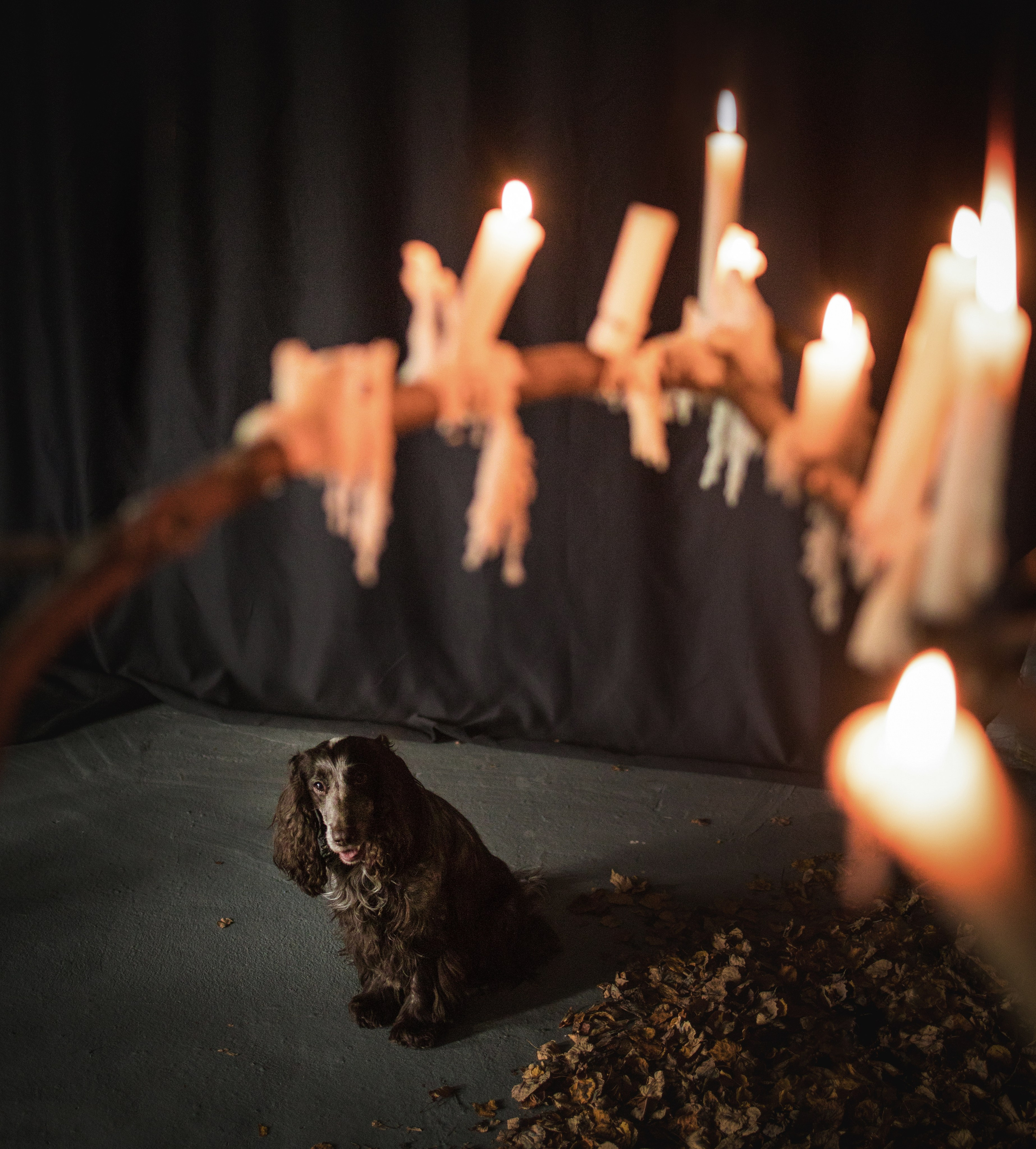 Портфолио. Фотограф-анималист в Екатеринбурге Марина Шишкина