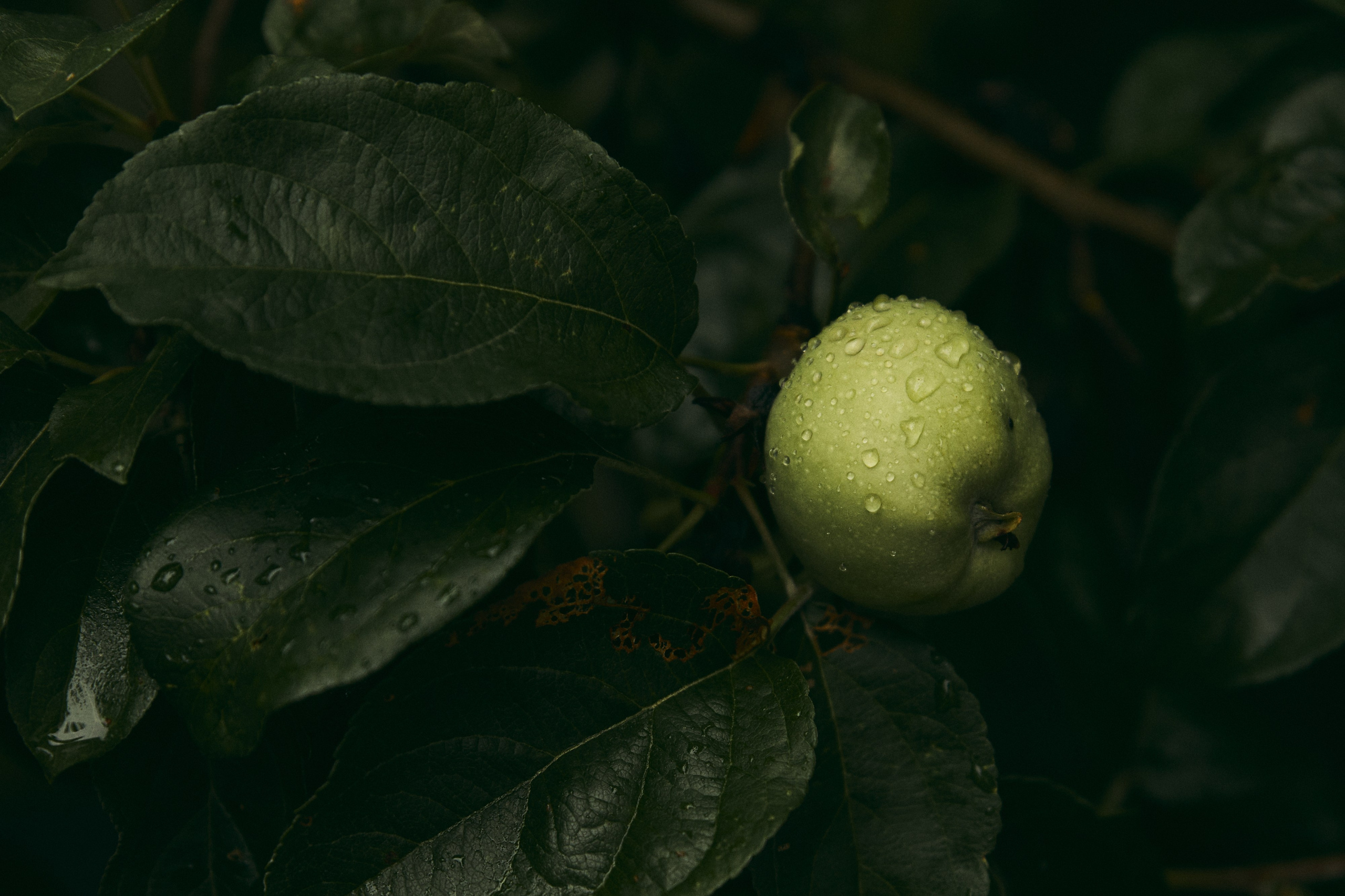 Максим и Анна. Фотограф Диана Хасанова, г. Казань