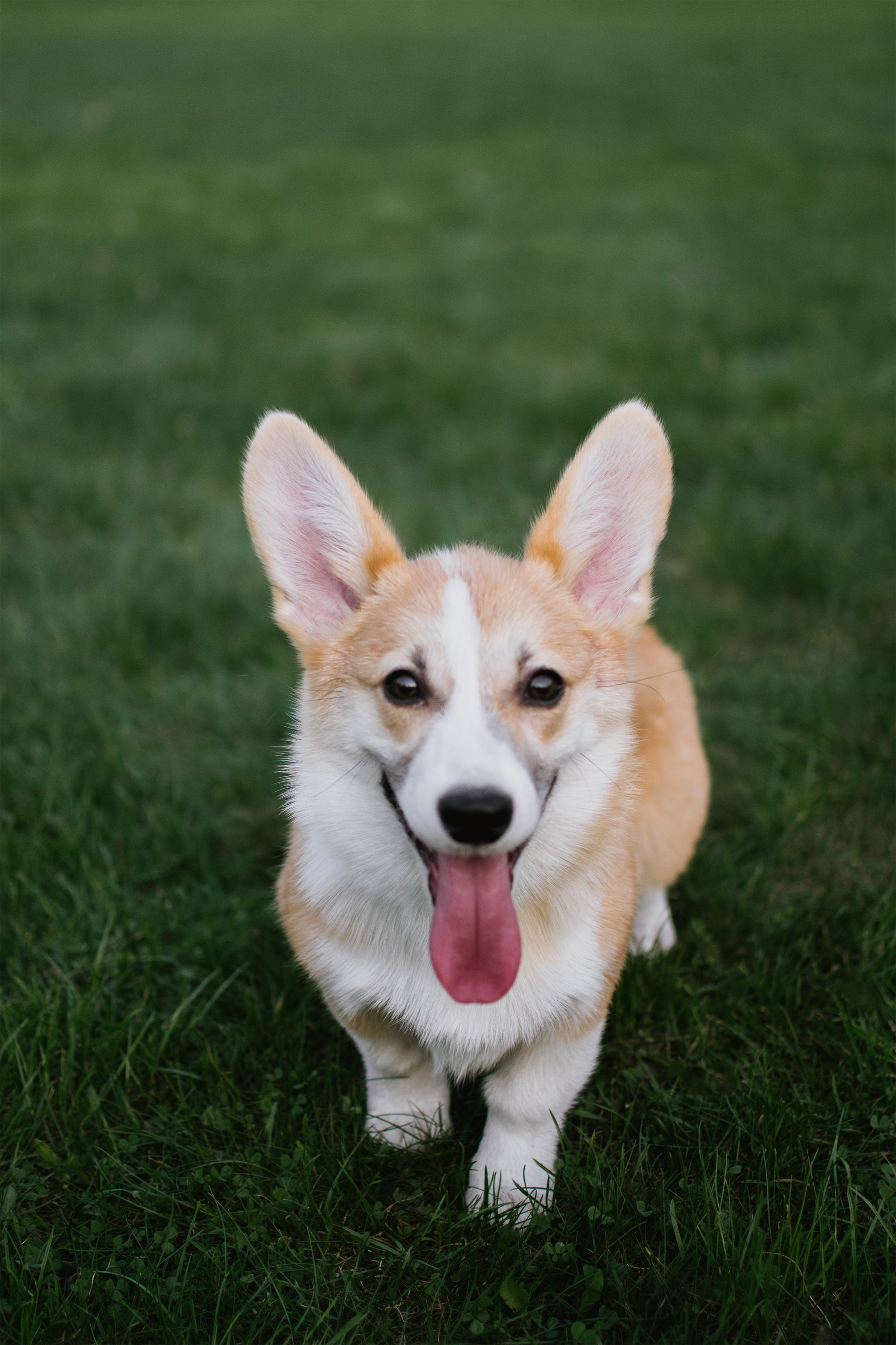 Таня и Чак. Фотограф индивидуальная портретная съёмка Москва