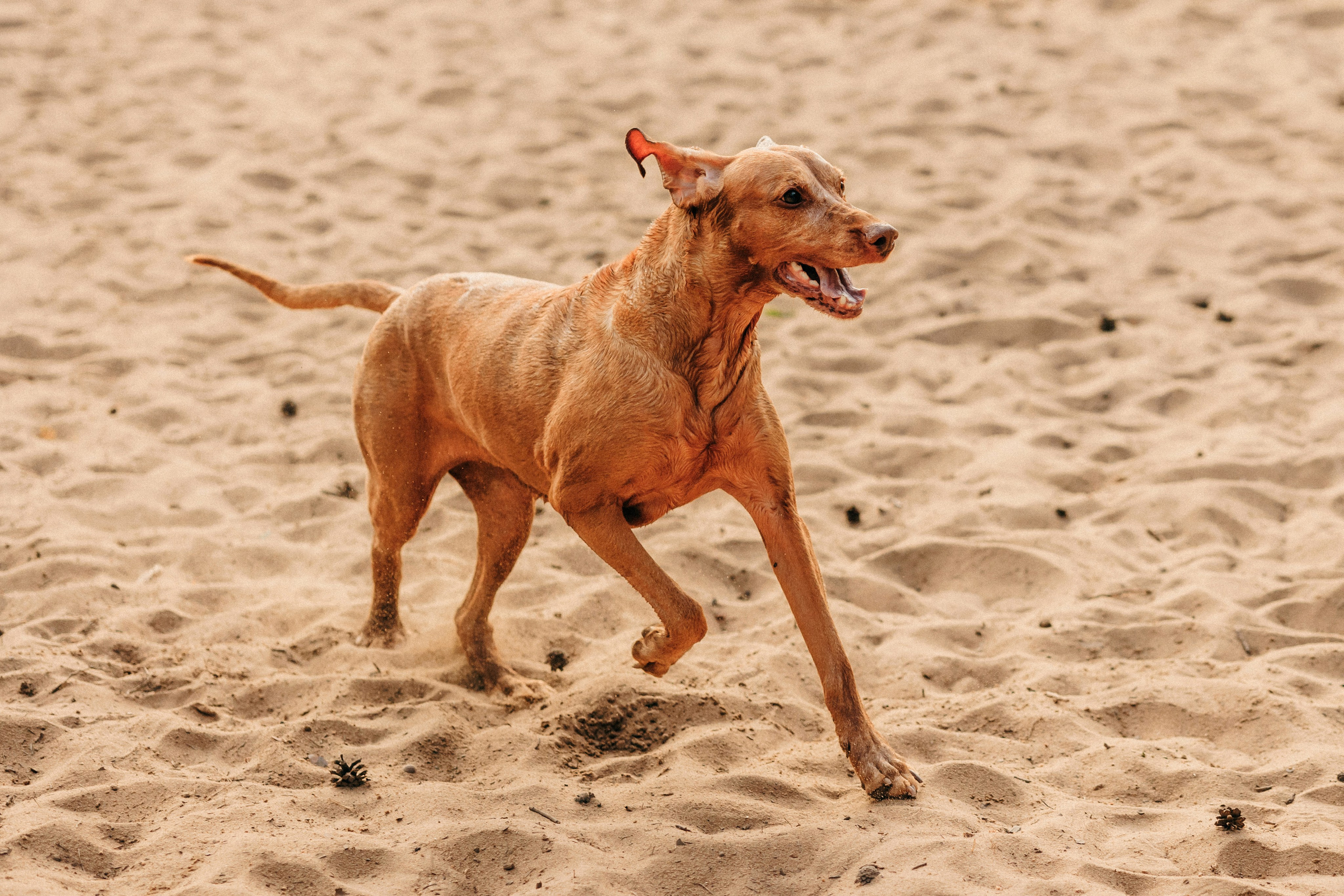 Марина, Глеб, Мая и Чили. Фотограф-анималист Елена Радченко, Москва