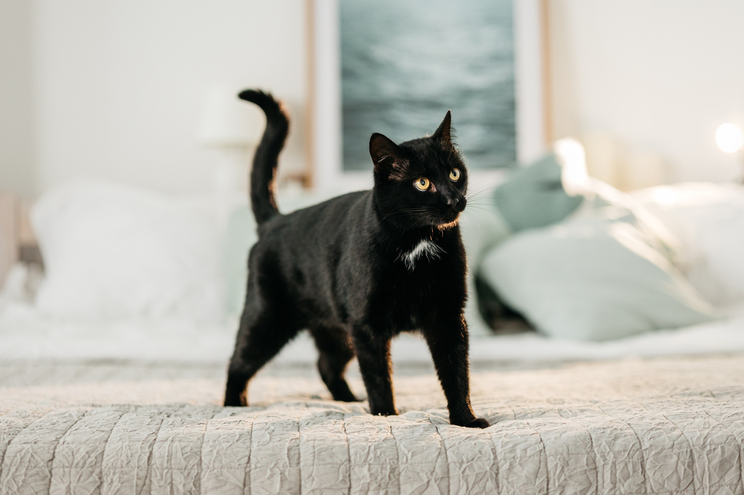 Кузя. Фотограф-анималист Елена Радченко, Москва