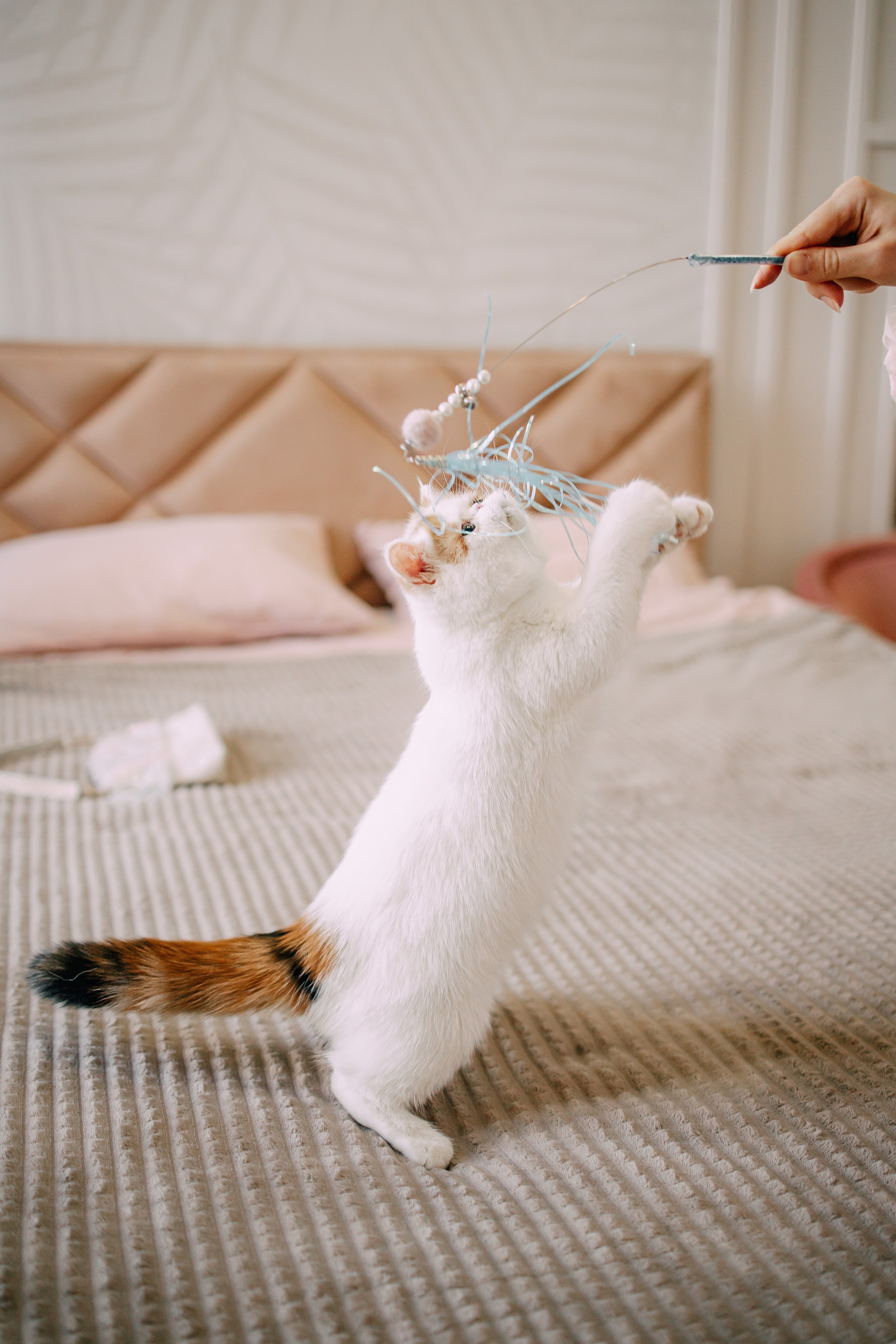 Султан, Мэй Мэй и Шанталь и их семья