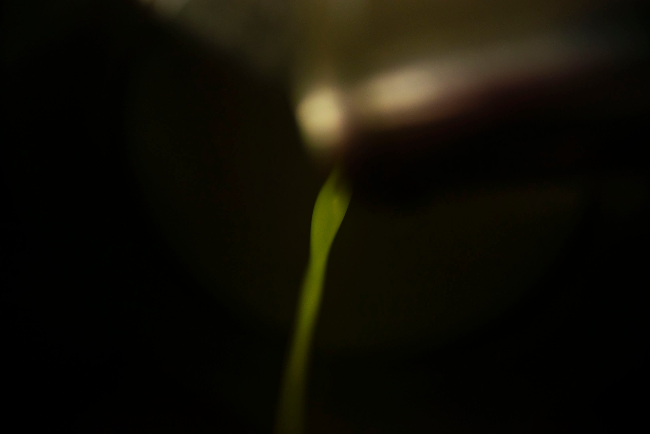 Капля Тосканы — фотопроект о маслобойне Frantoio Tistarelli и семье, создающей оливковое масло