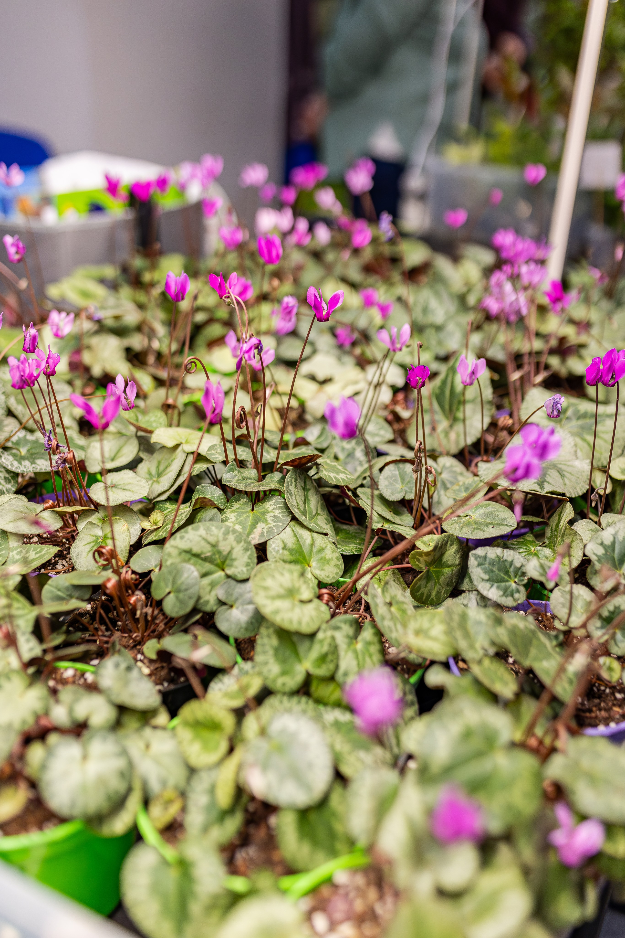 Монстериум апрель 2026. Александра Куликова фотограф, Москва