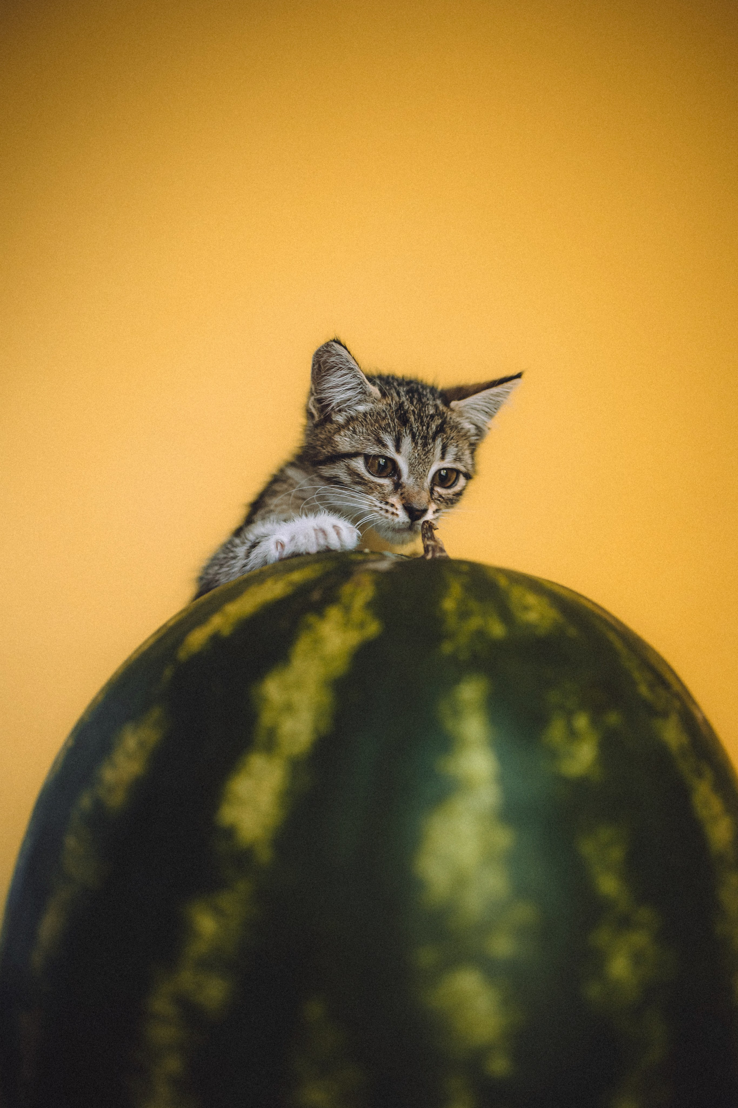 Сирена и арбуз