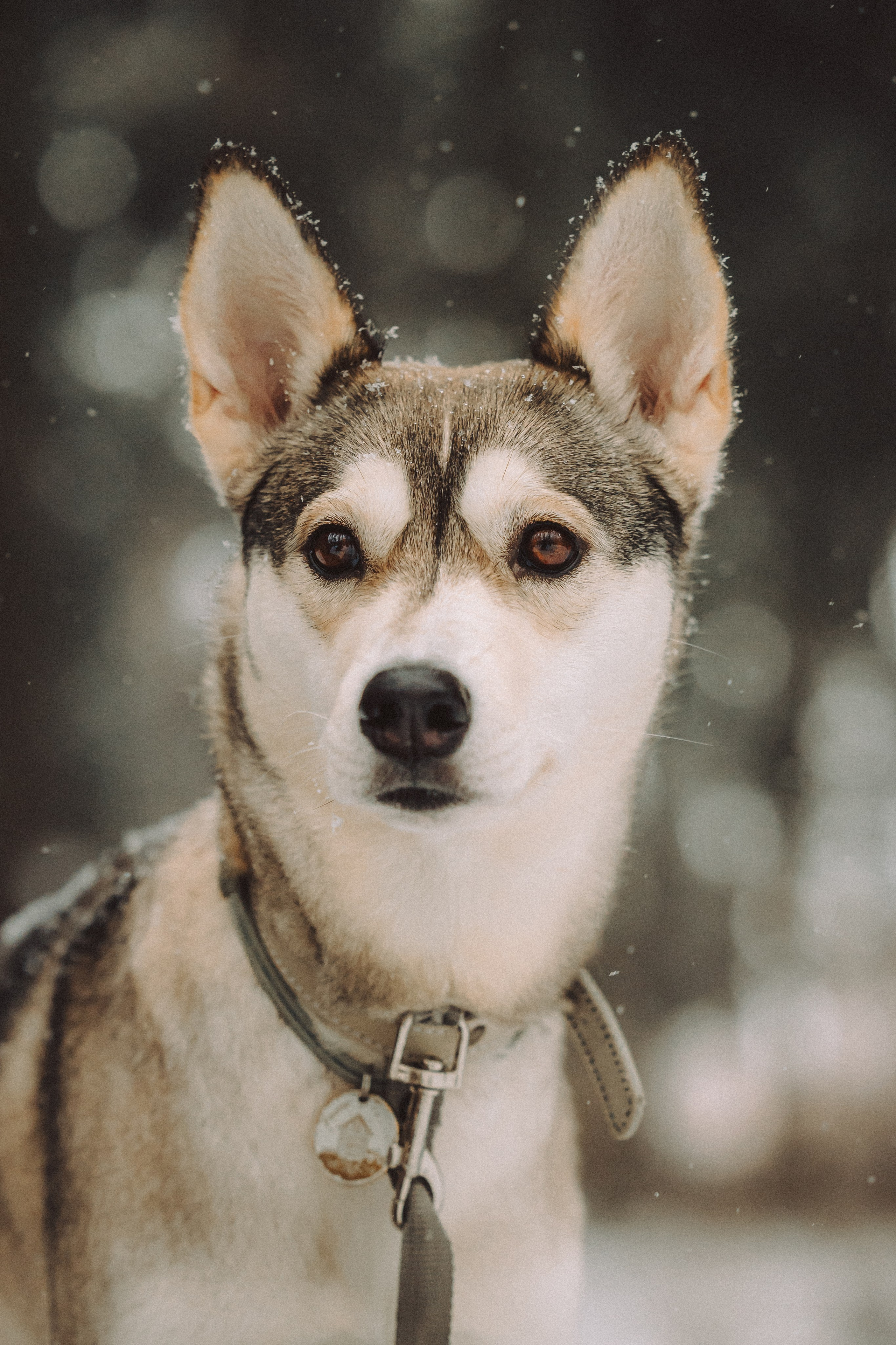 Аня и Рокси