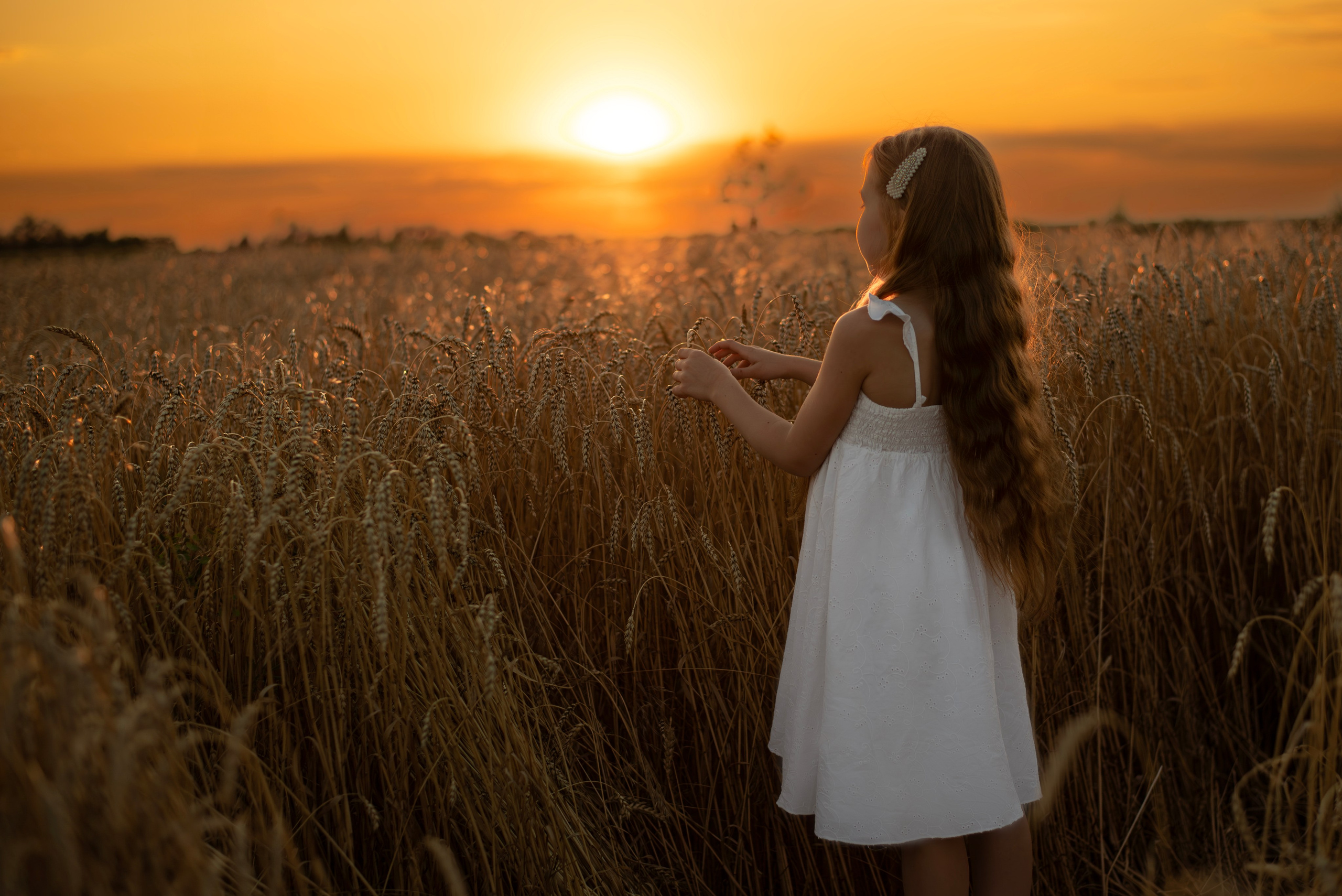 Пшеница. Главная