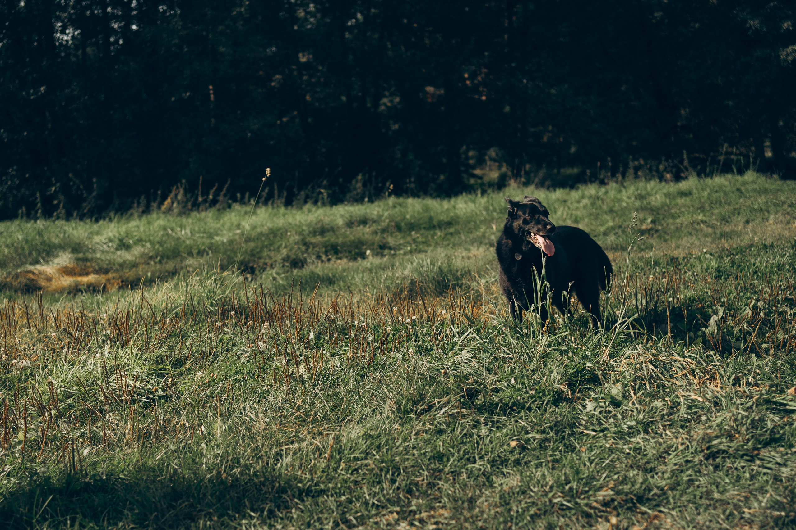Семейная история на природе. Семейный фотограф в Калуге Ирина Алдохина