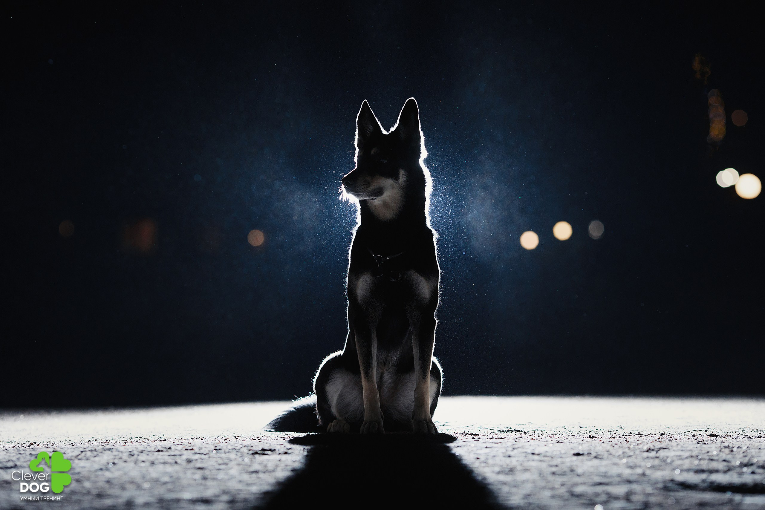 Кинологический лагерь CleverDog, 2024. Фотограф-анималист Mary Mart — Москва, Питер