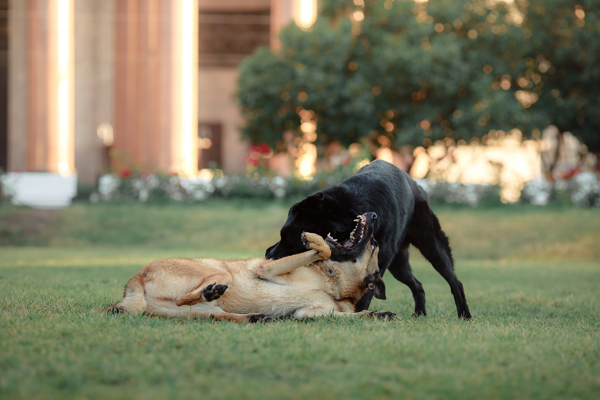 Алена, Кай и Мара. Фотограф-анималист Mary Mart — Москва, Питер