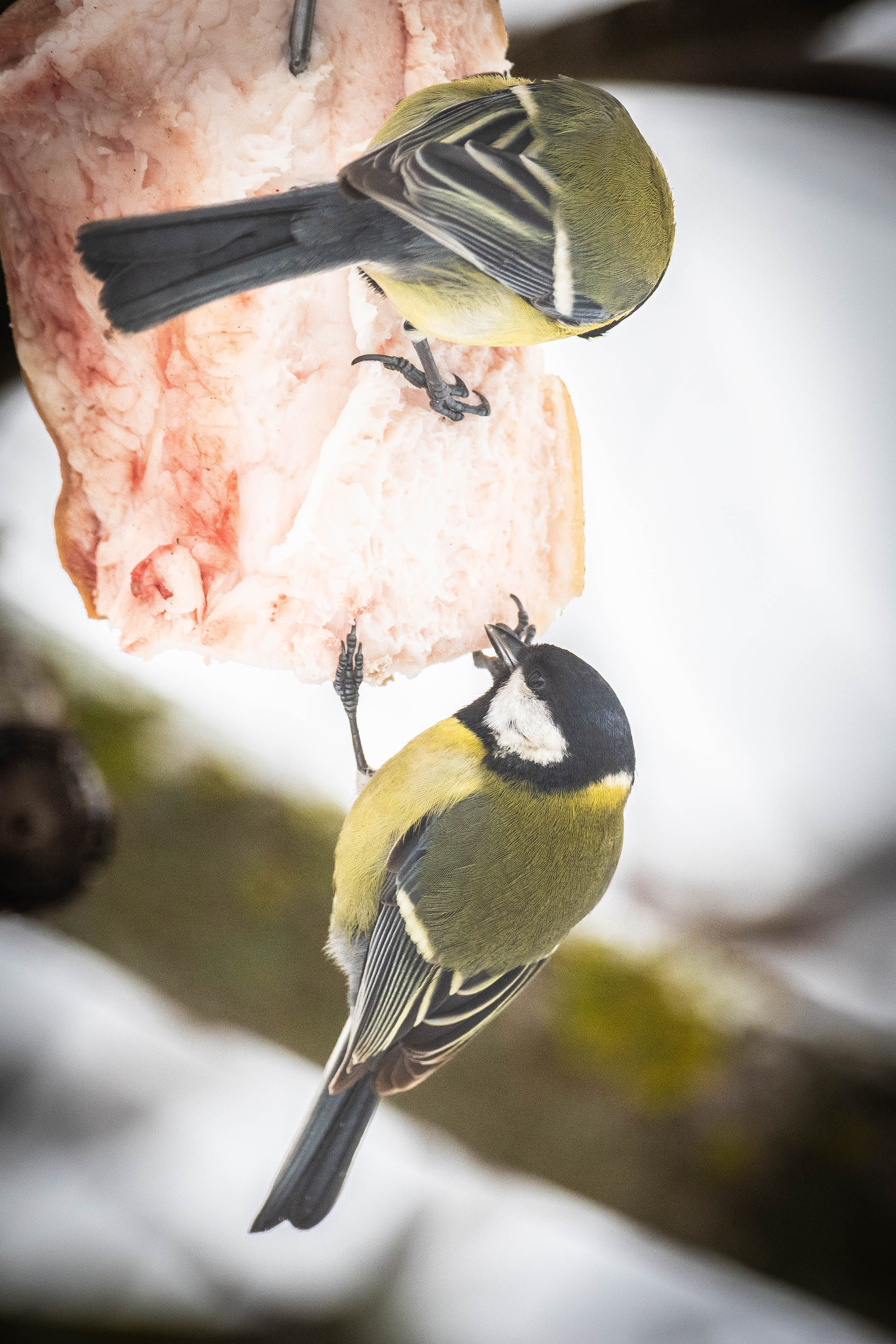 Дикий животный мир. Фотограф-АниМалист Анна Абрамова