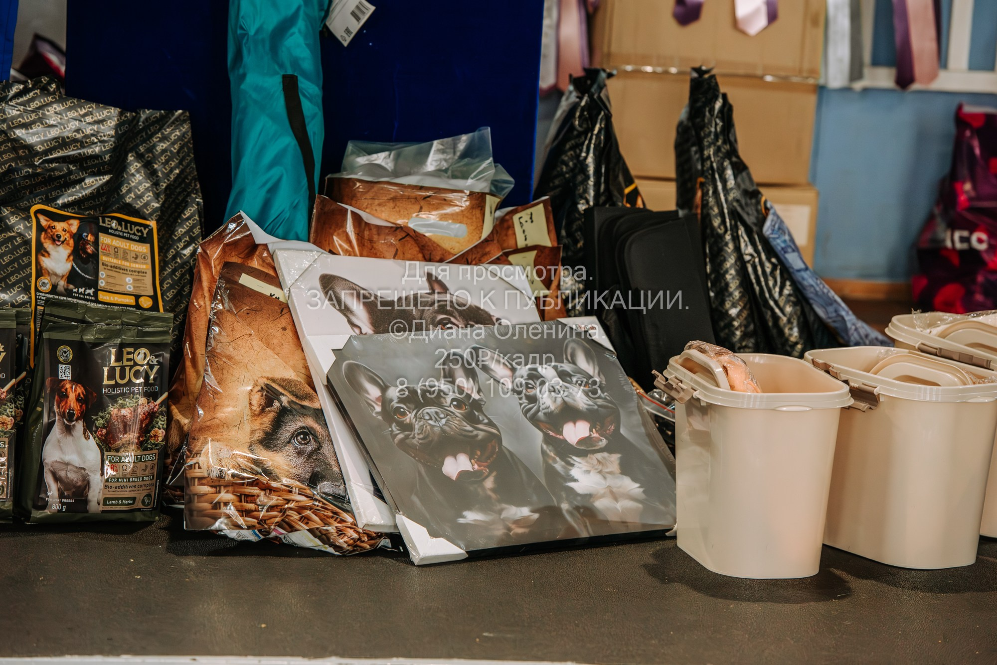 Национальная выставка собак всех пород ранга САС-IKU «Кубок Красноярск. Фотограф Диана Оленина Красноярск / Братск