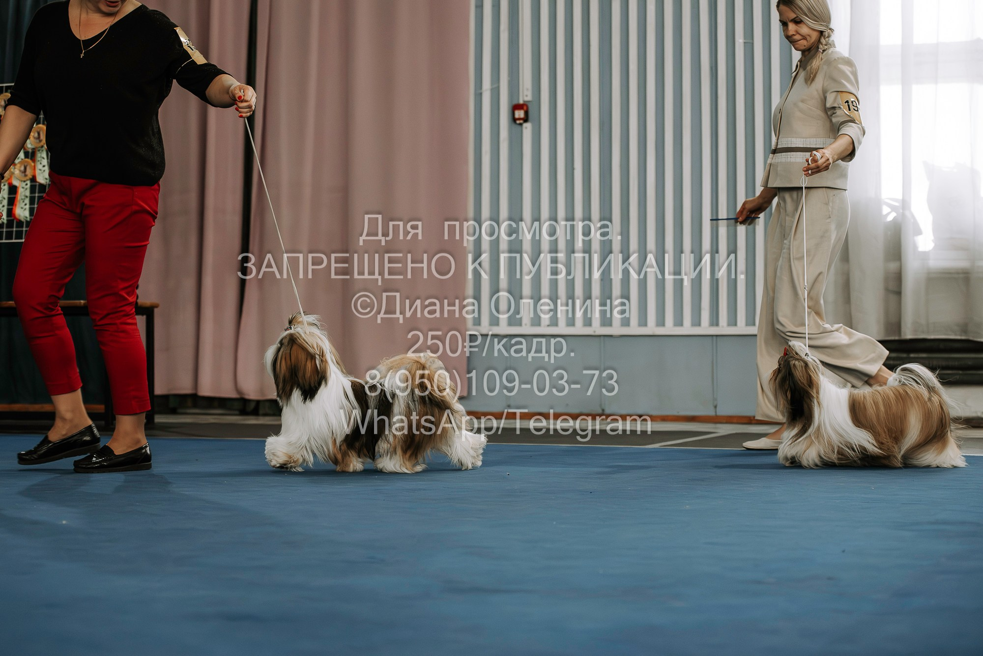 Выставка собак Красноярск 29.10.2023. Фотограф Диана Оленина Красноярск / Братск