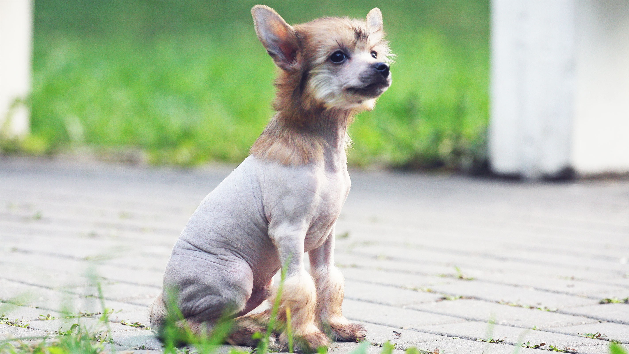 Litter C. Chinese Crested Dog Kennel Poale Ell