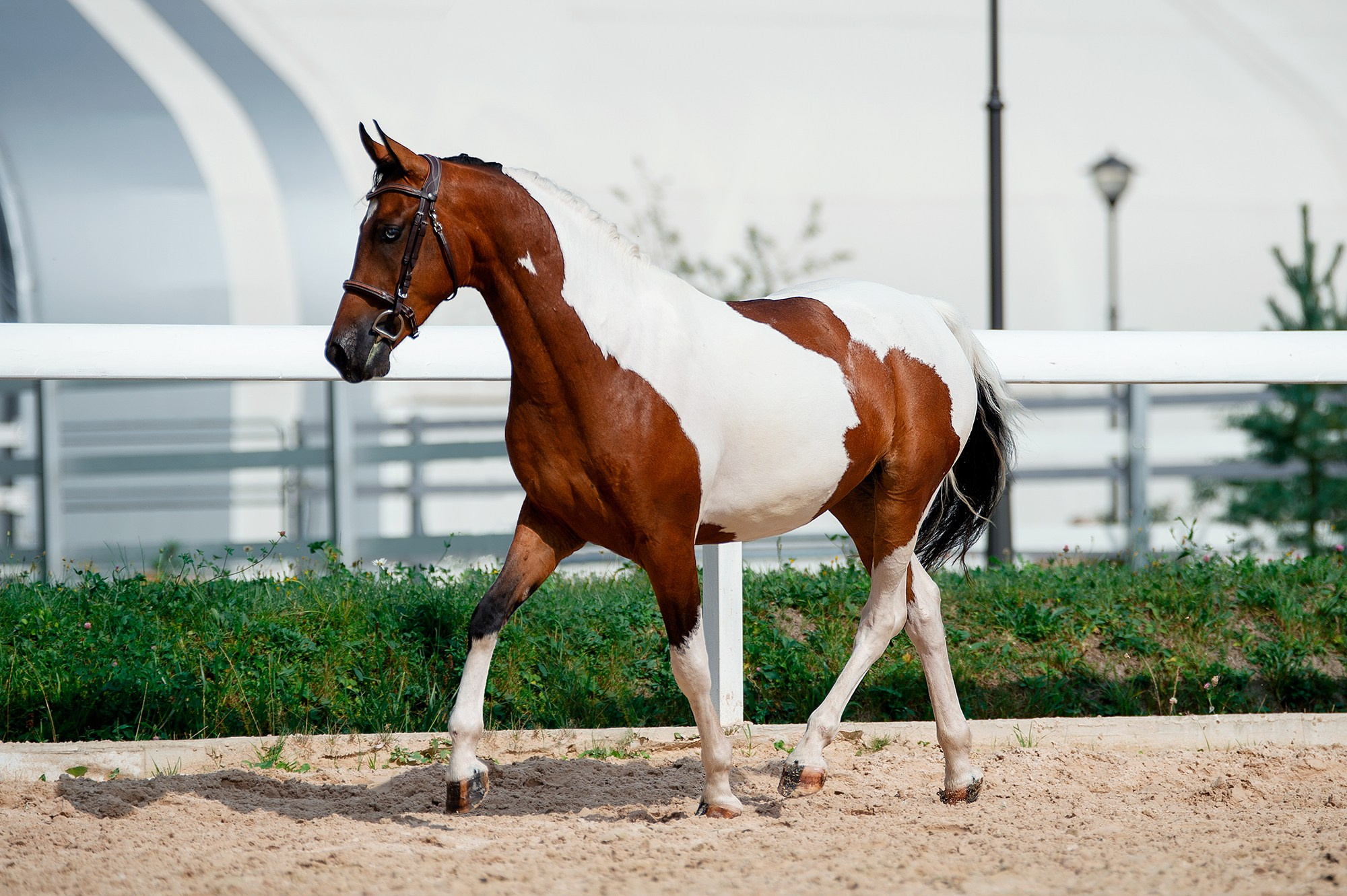 На свободе. Конный фотограф Alesya Safe