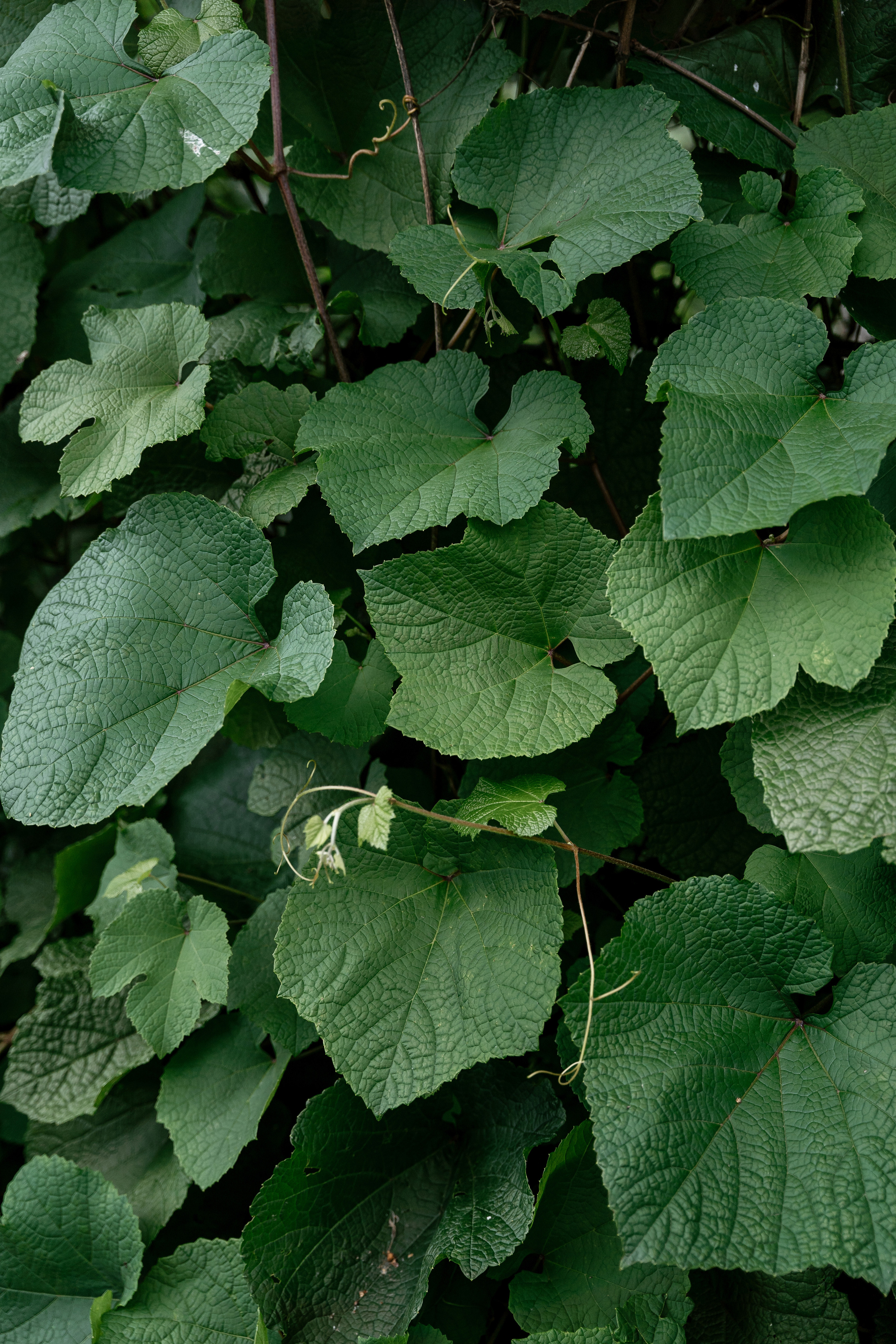 15.07.2021 Wedding day. Фотограф Томск, Новосибирск Влад Свириденко