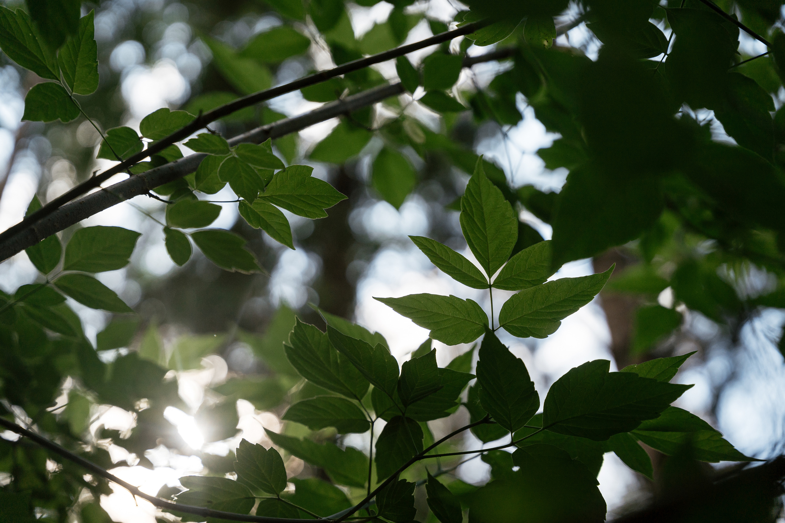 19.06.2021 Wedding day for guests. Фотограф Томск, Новосибирск Влад Свириденко