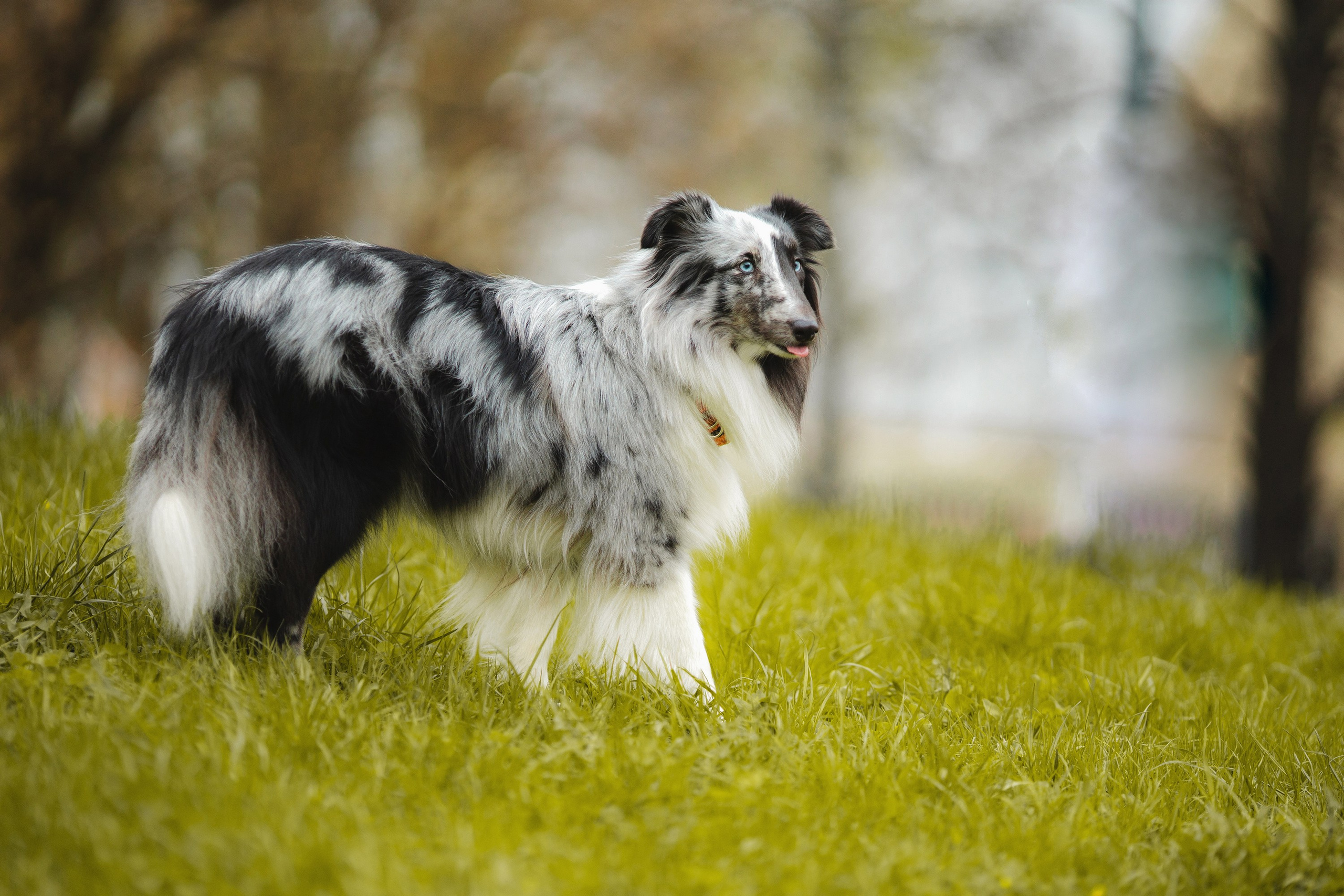 Шелти Встреча. Художник и Фотограф Тимохина Юлия