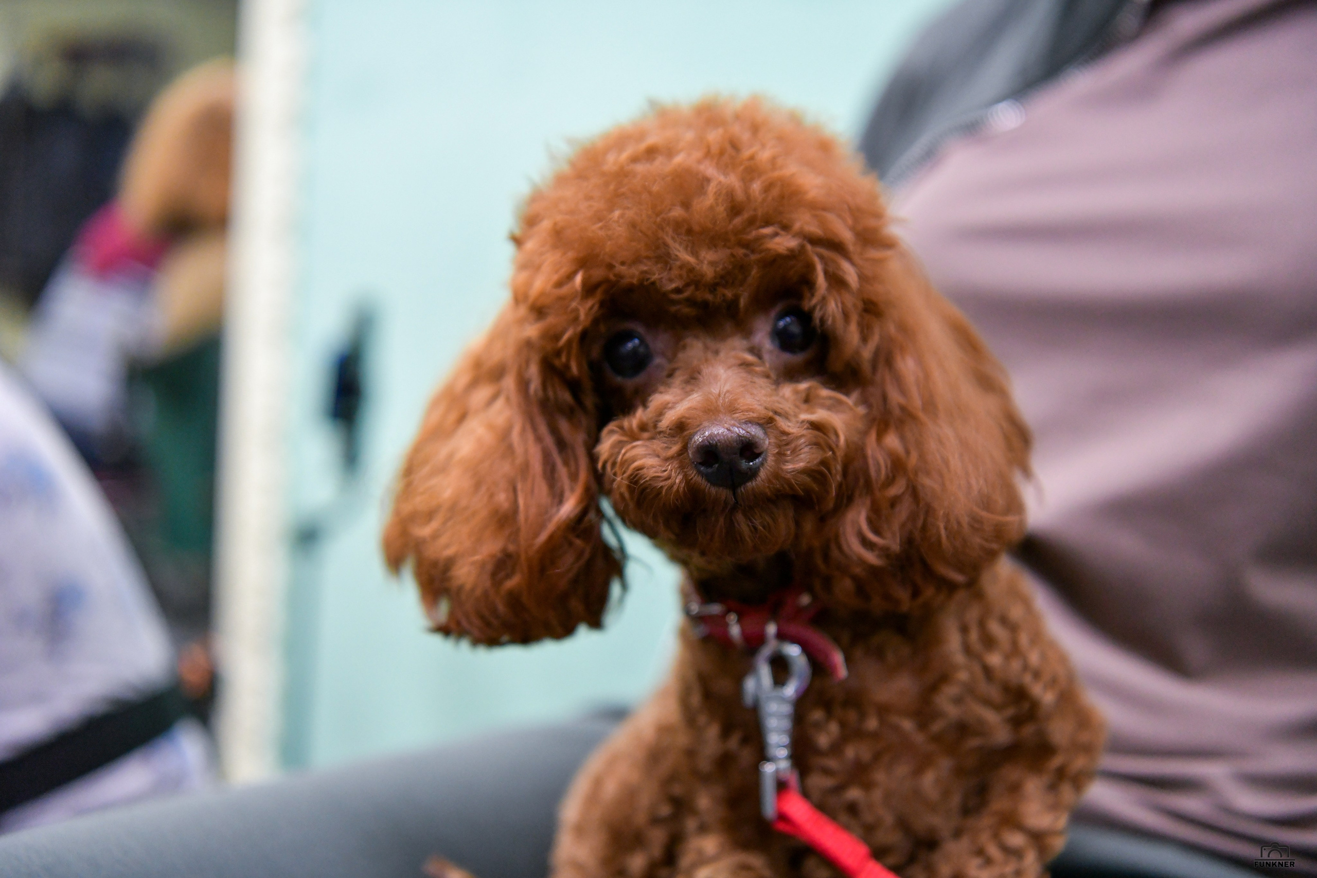 Кинологический клуб «Бодрый хвост». Свой взгляд через объектив