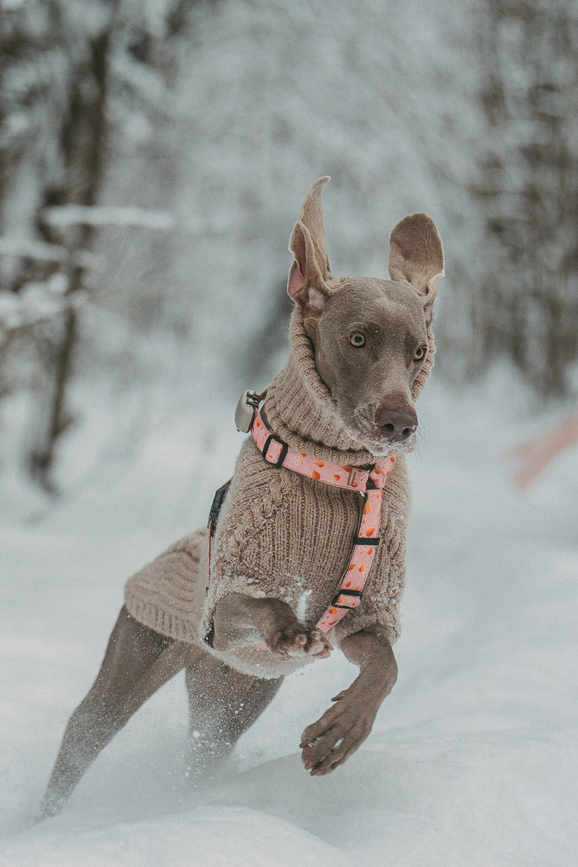 Лена и Фанни. Фотограф анималист в Москве и Санкт-Петербурге Свиридова Анна
