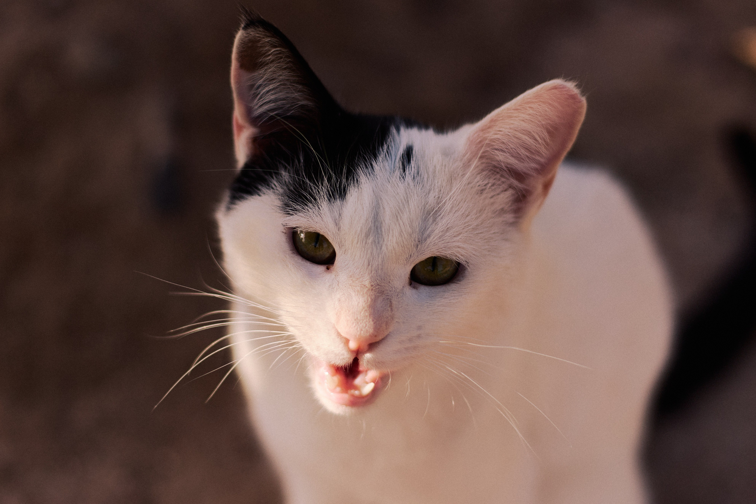 Другое 4. Jorgis — фотограф в Хургаде / обучение фотографии
