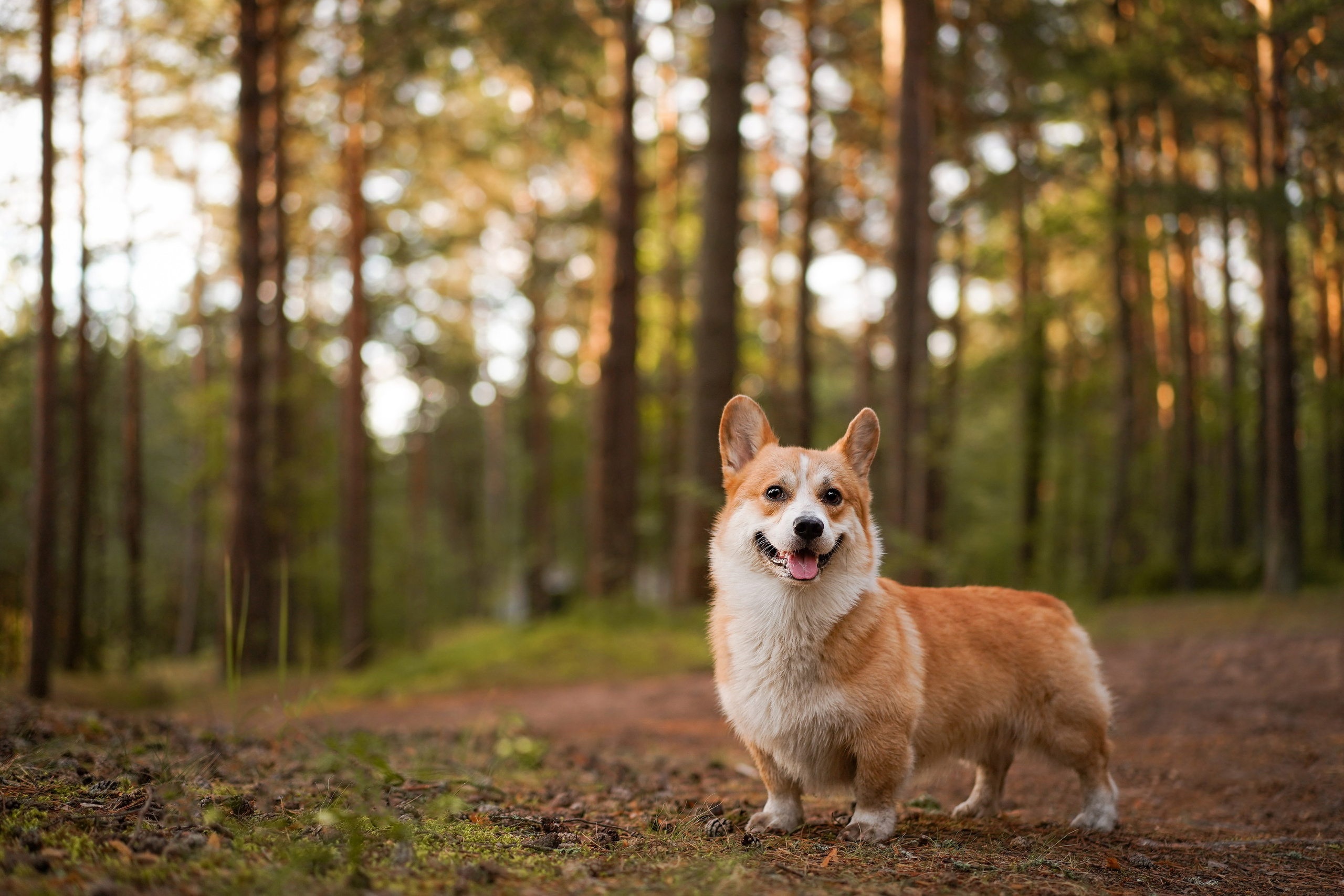 Таня и Оливер. Фотограф-анималист в Санкт-Петербурге Яна Мартынова