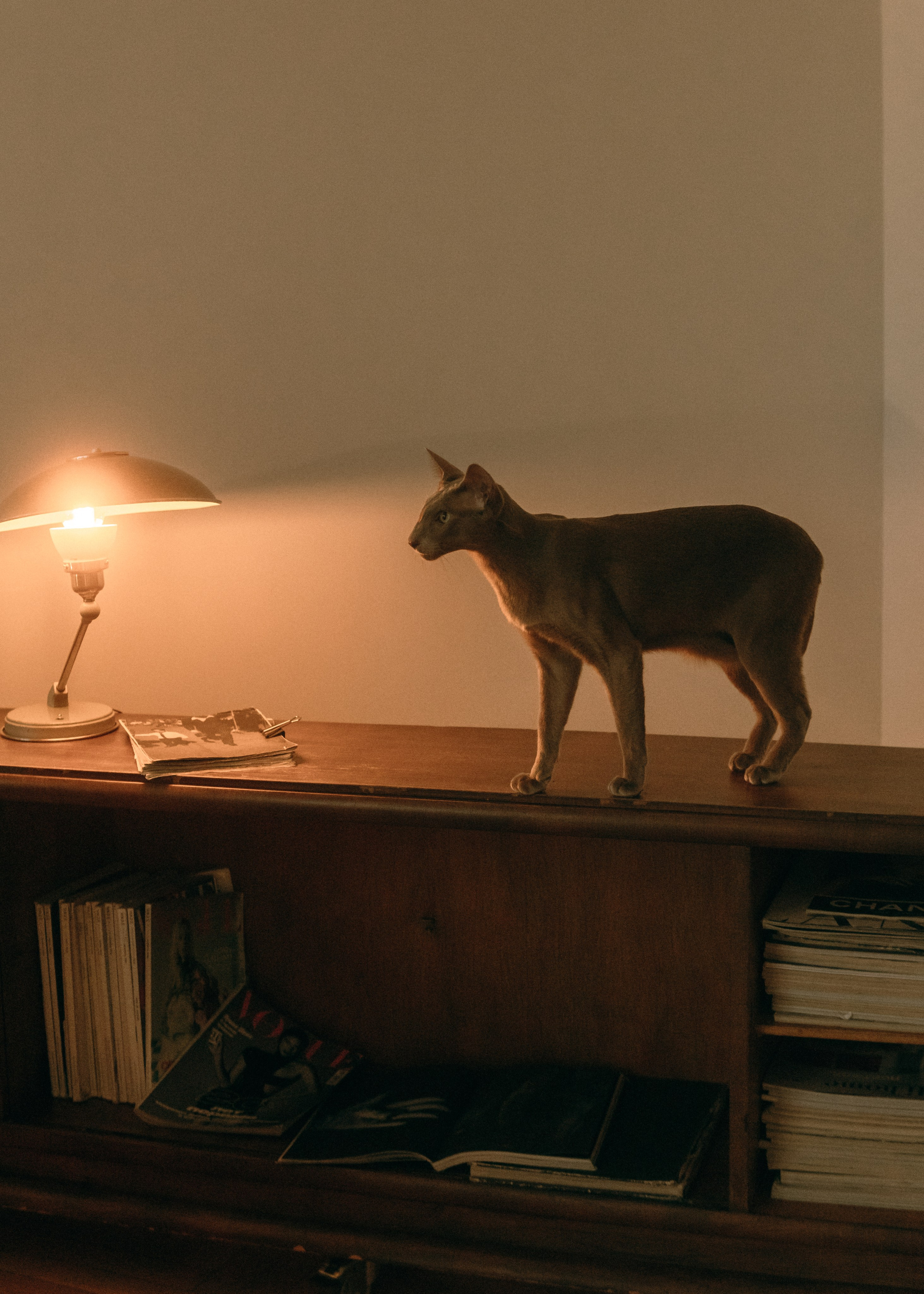 Амина, Булат и Орион. Фотограф-анималист Ксения Воробьева, Москва