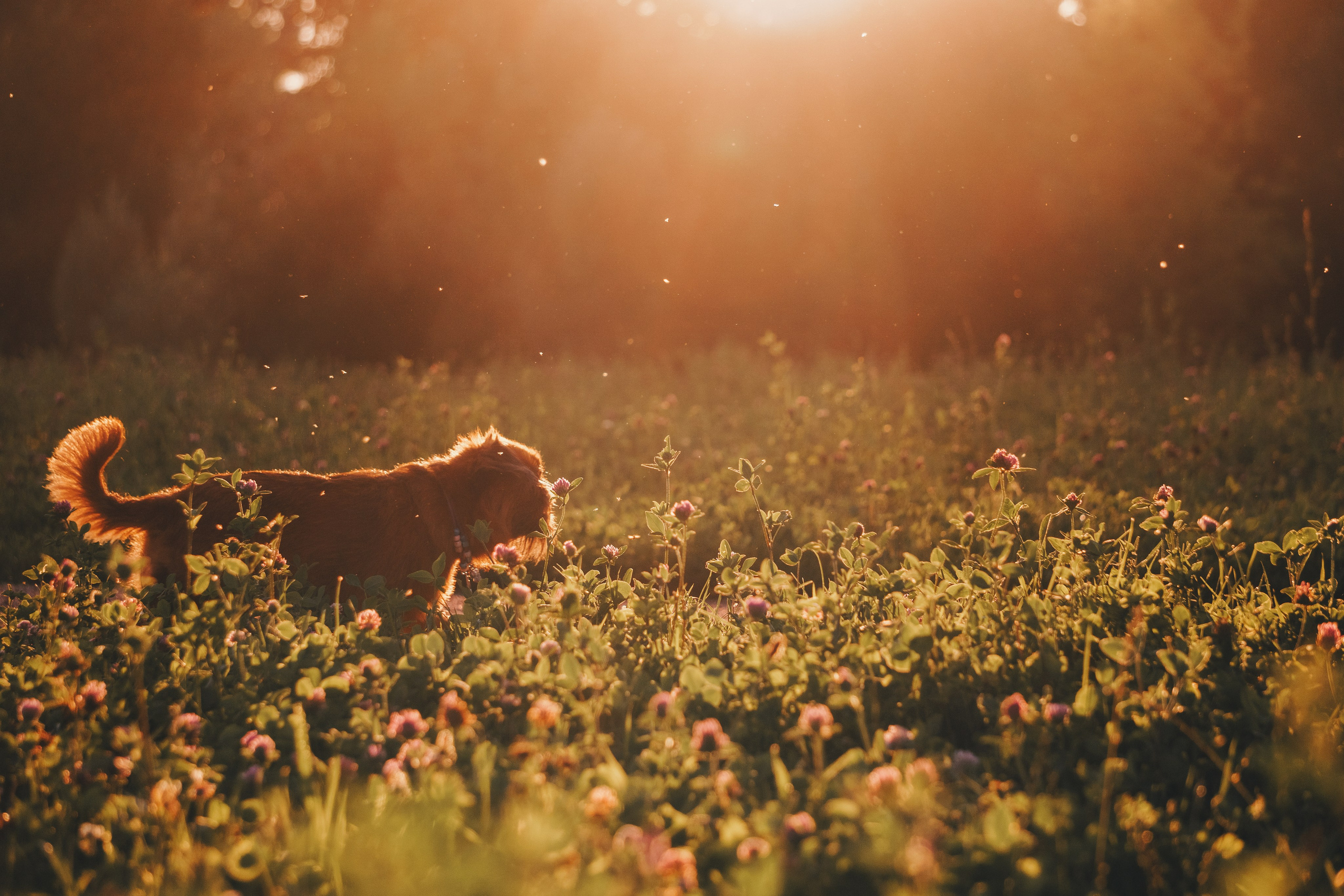 Катя и Яшма. Фотограф-анималист Ксения Воробьева, Москва