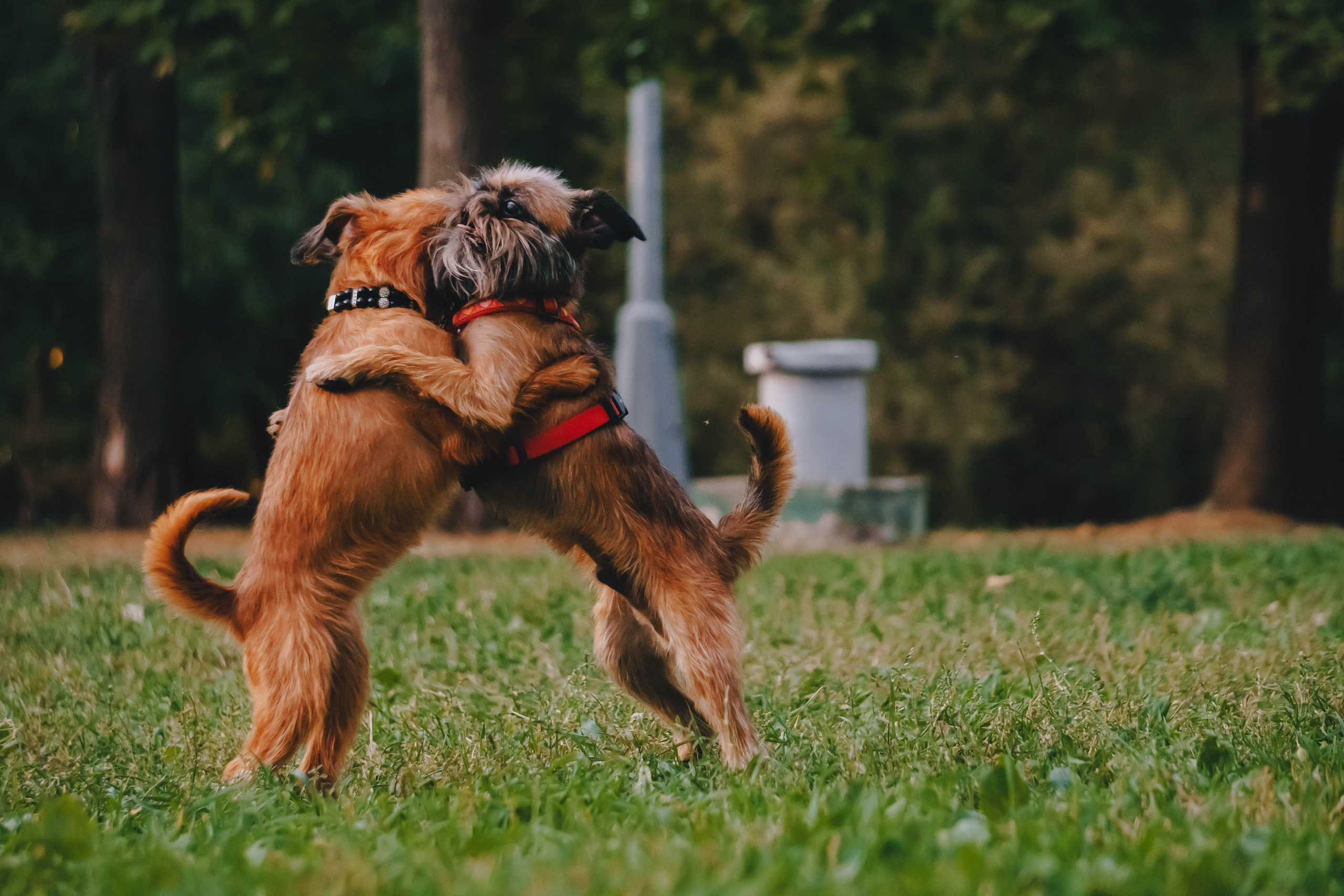Мини-туса гриффоны и брабансоны. Фотограф-анималист Ксения Воробьева, Москва