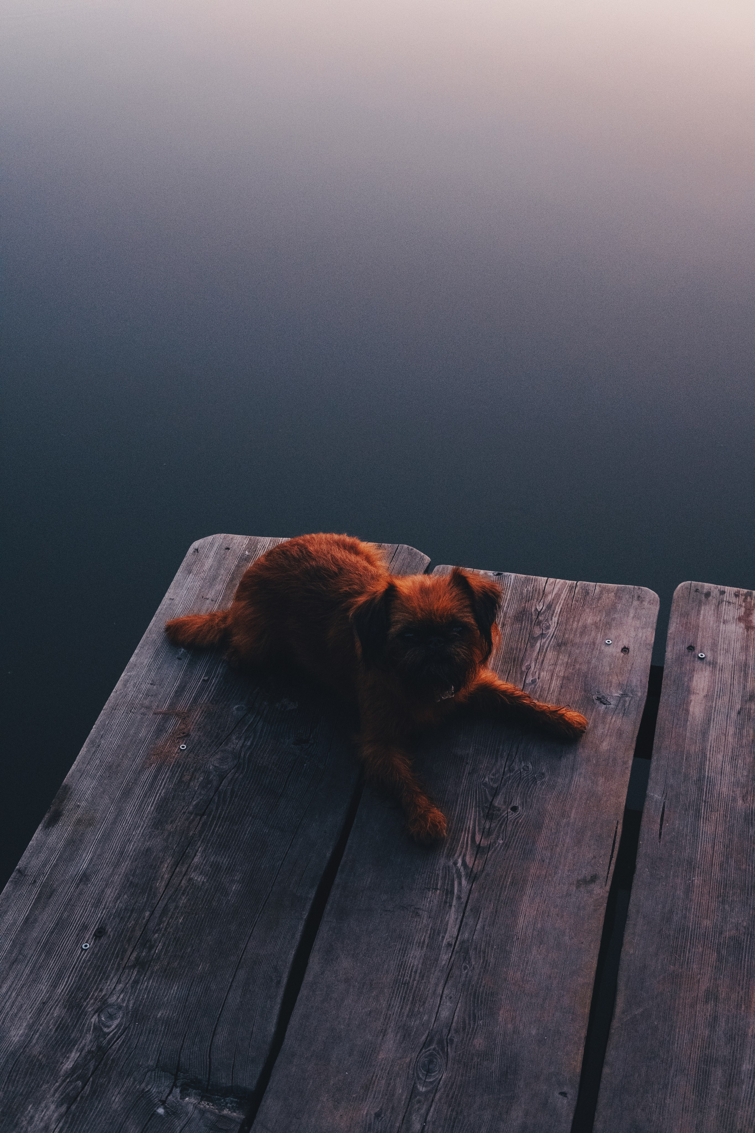 Катя и Яшма. Фотограф-анималист Ксения Воробьева, Москва