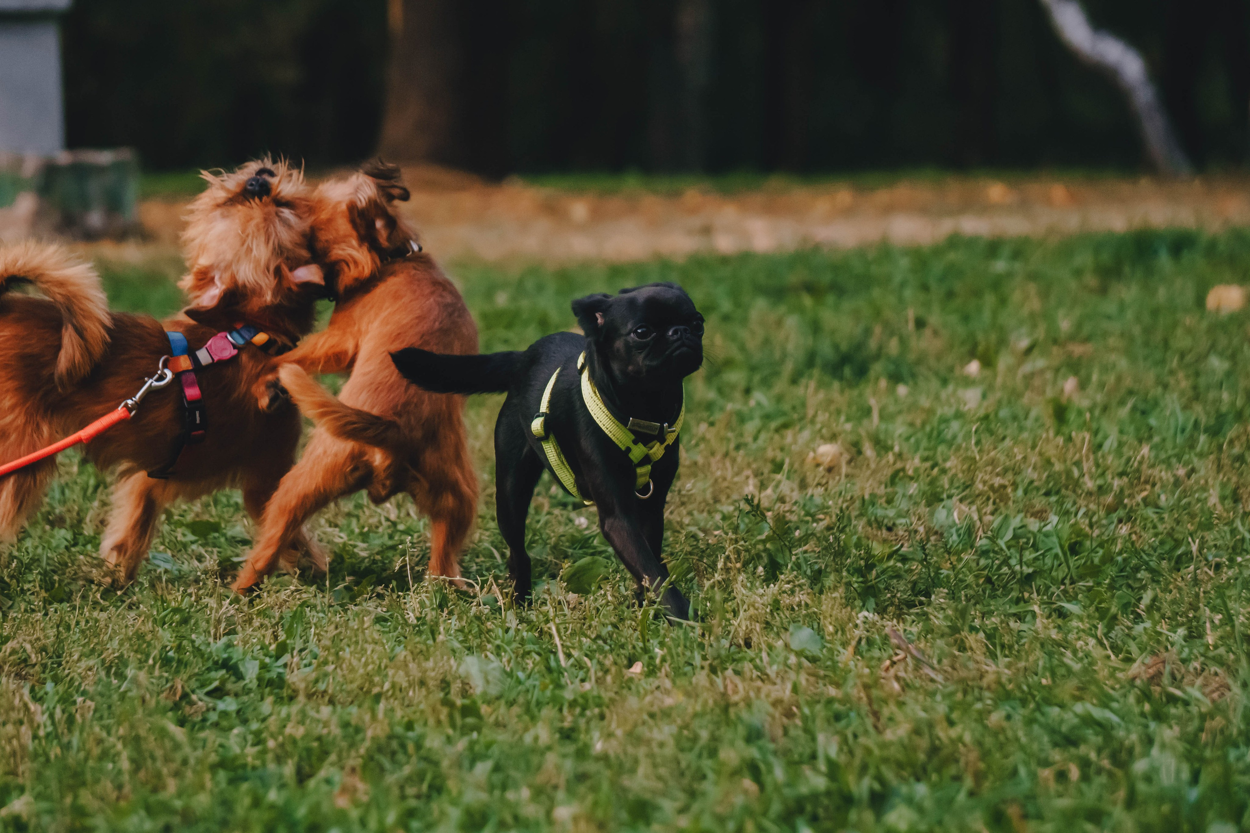Мини-туса гриффоны и брабансоны. Фотограф-анималист Ксения Воробьева, Москва