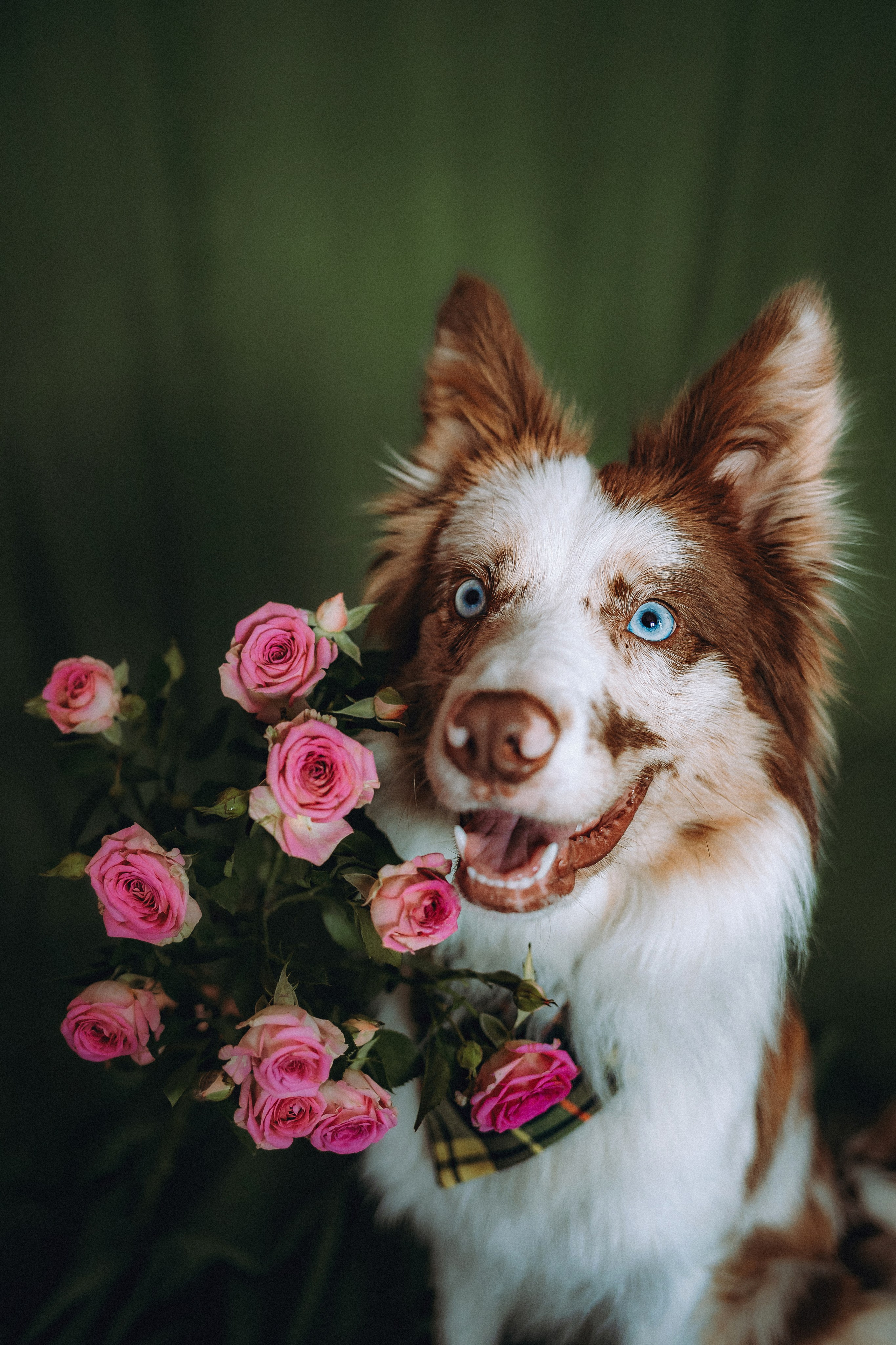 День рождения Айко