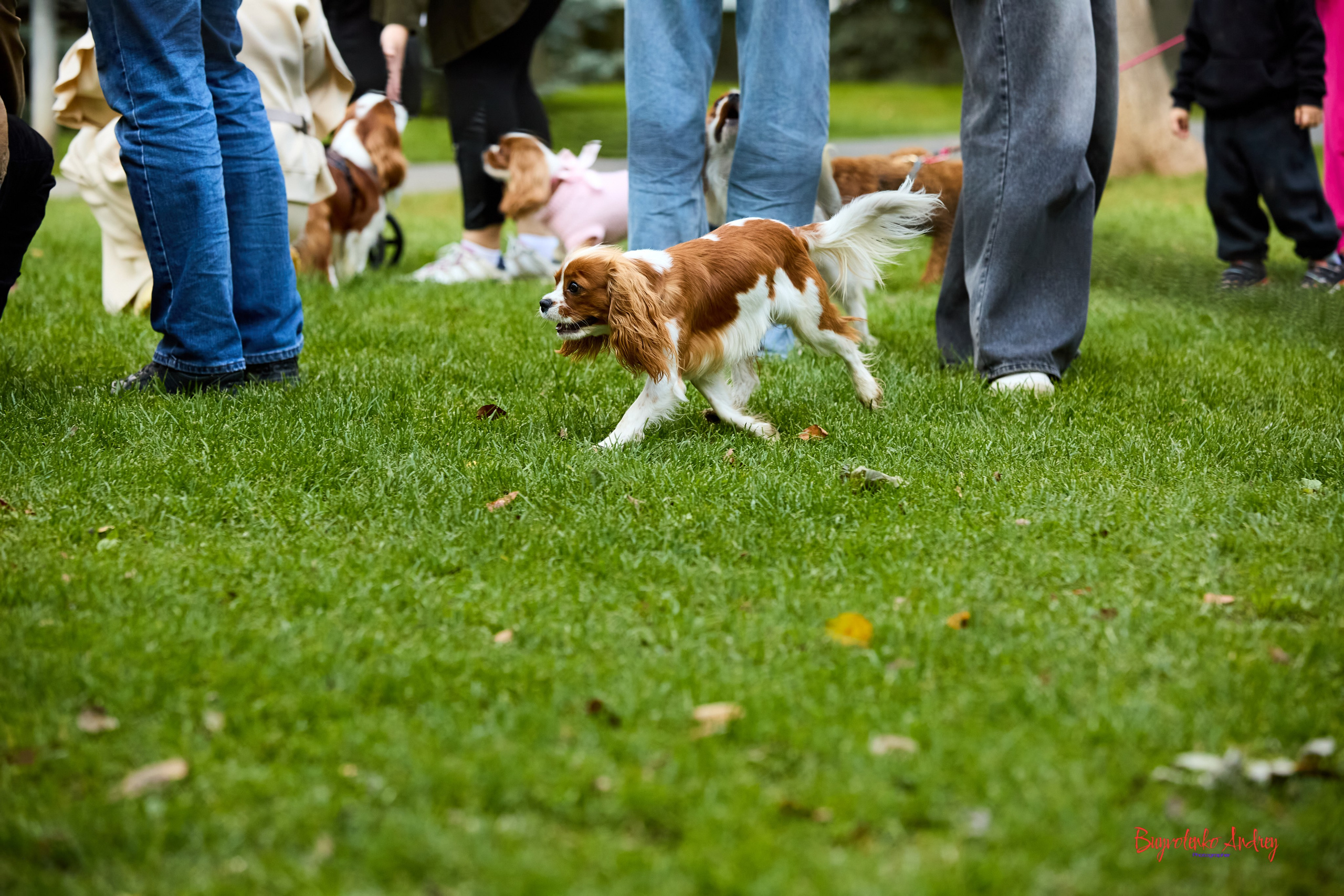 Фотопрогулка с кавалерами. Buyvolenko Andrey