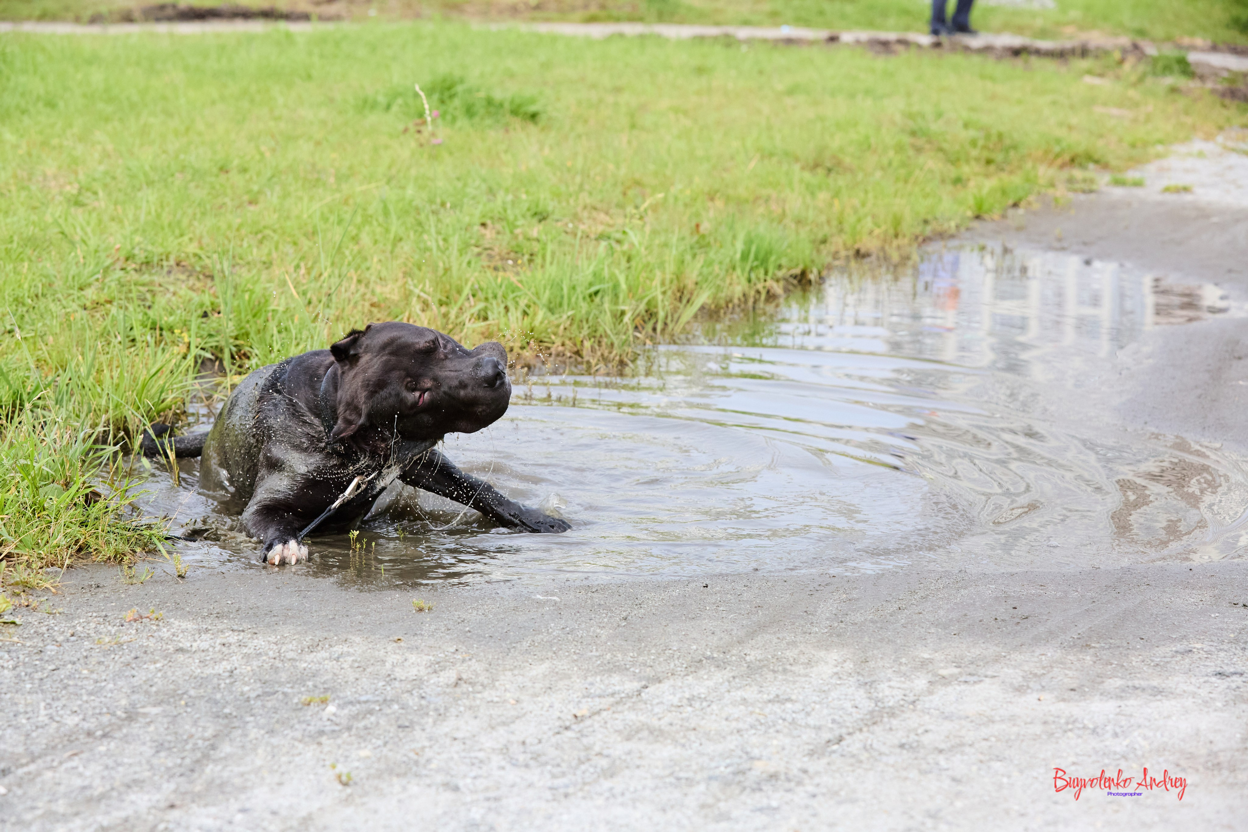 Проект фотопрогулка с хвостиком. Buyvolenko Andrey