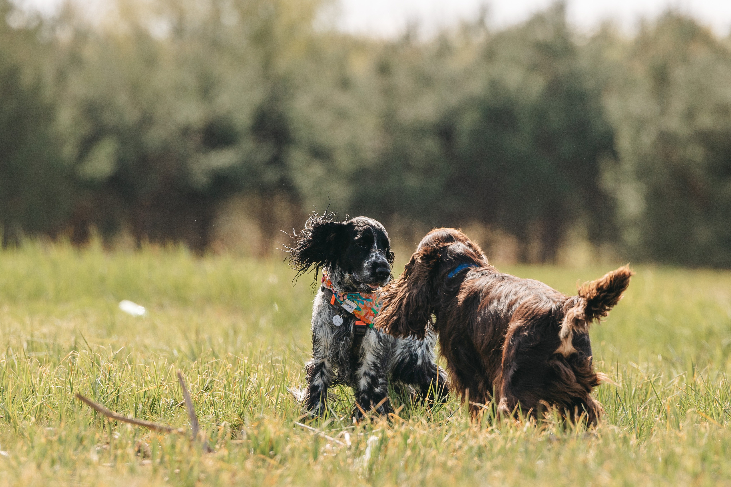 Спанимания. Фотограф анималист Осипчикова Мария