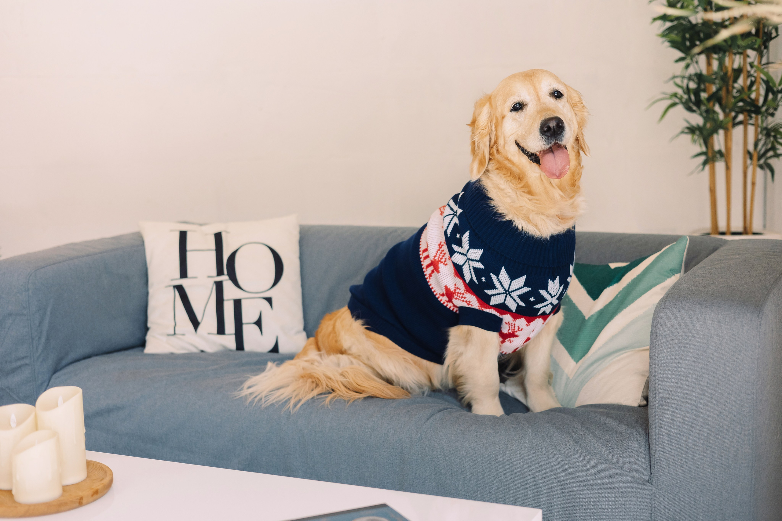 Магазин Friend of mine. Фотограф-анималист Елена Радченко, Москва